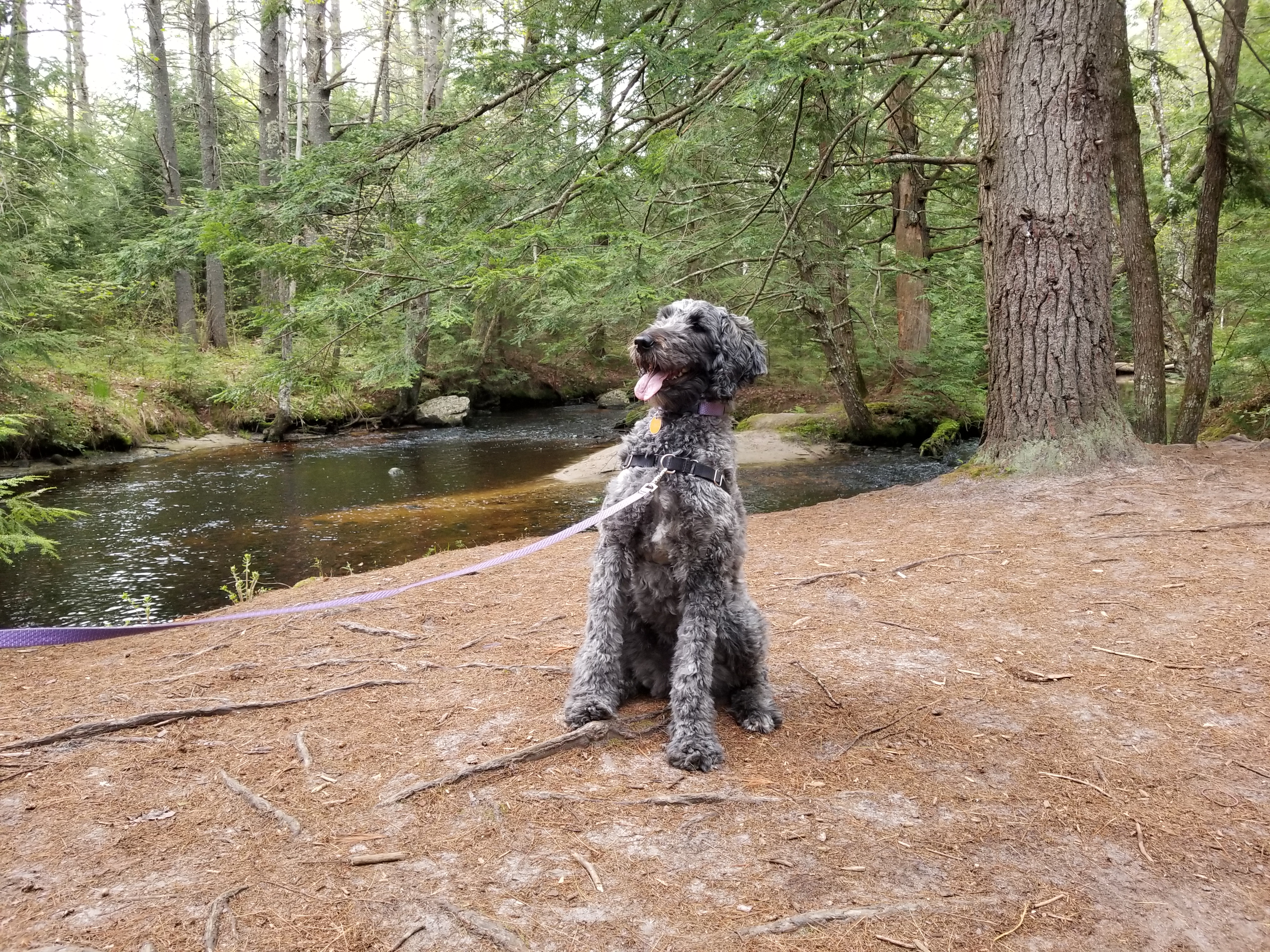 Pup by the brook