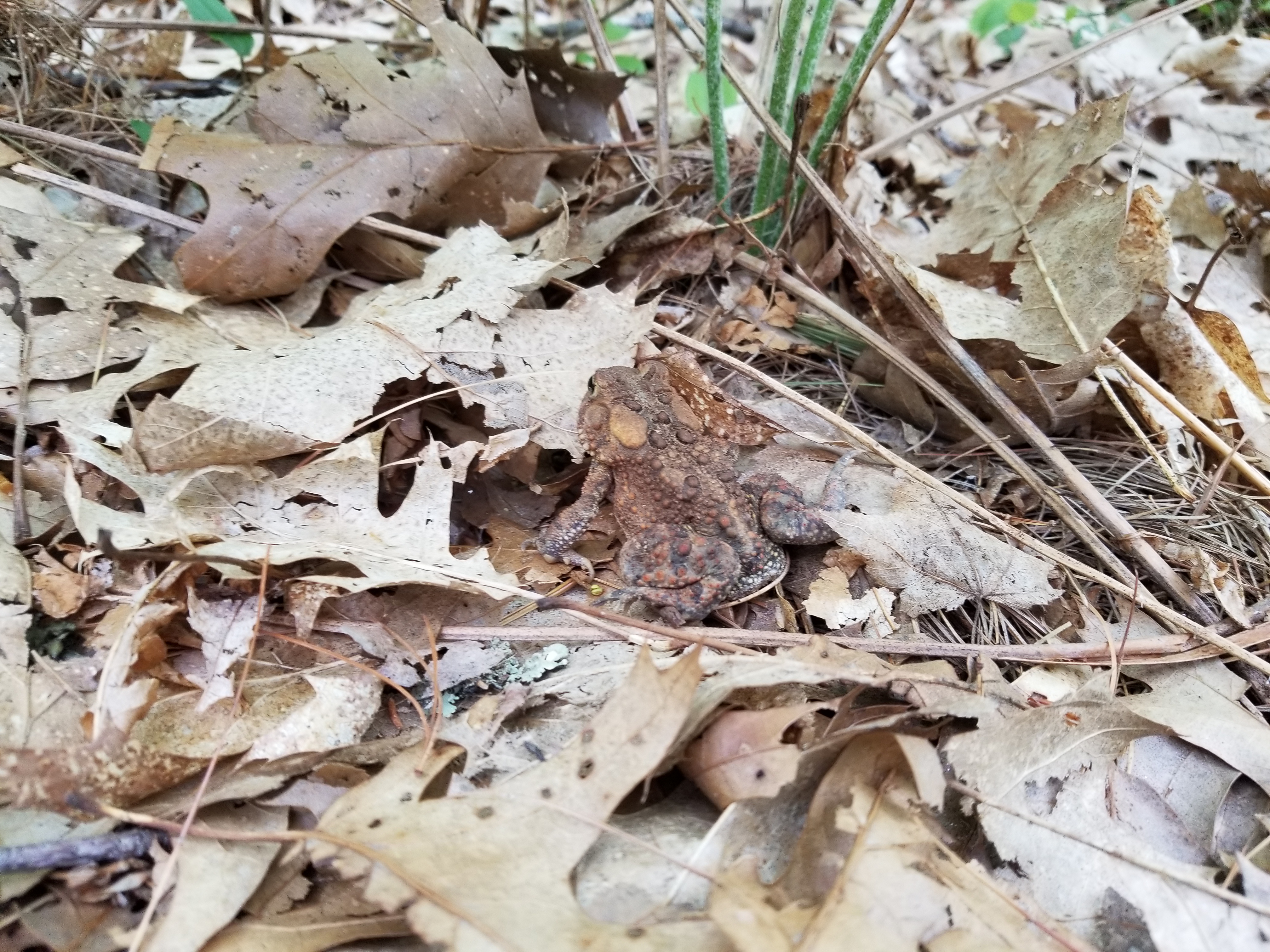 The Toad