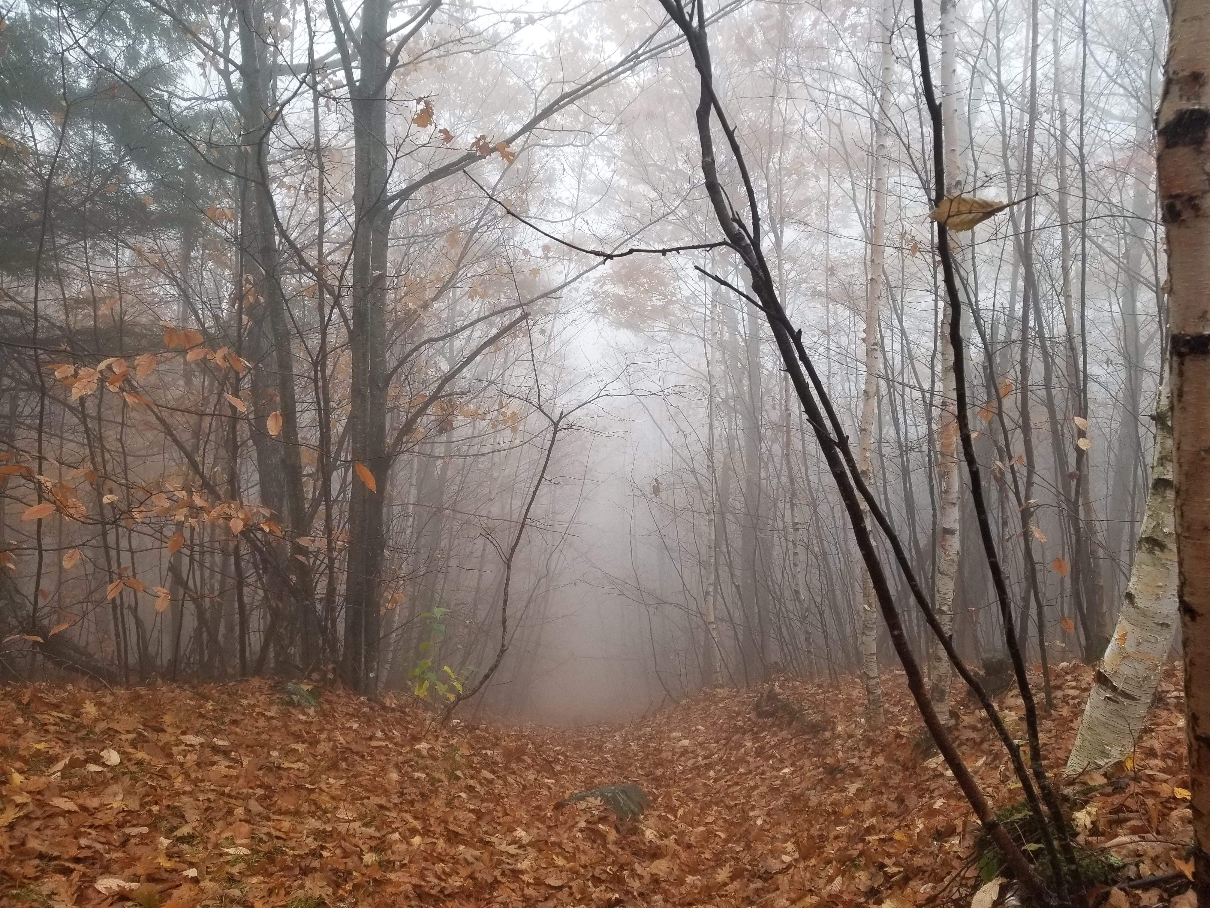 Misty Descent