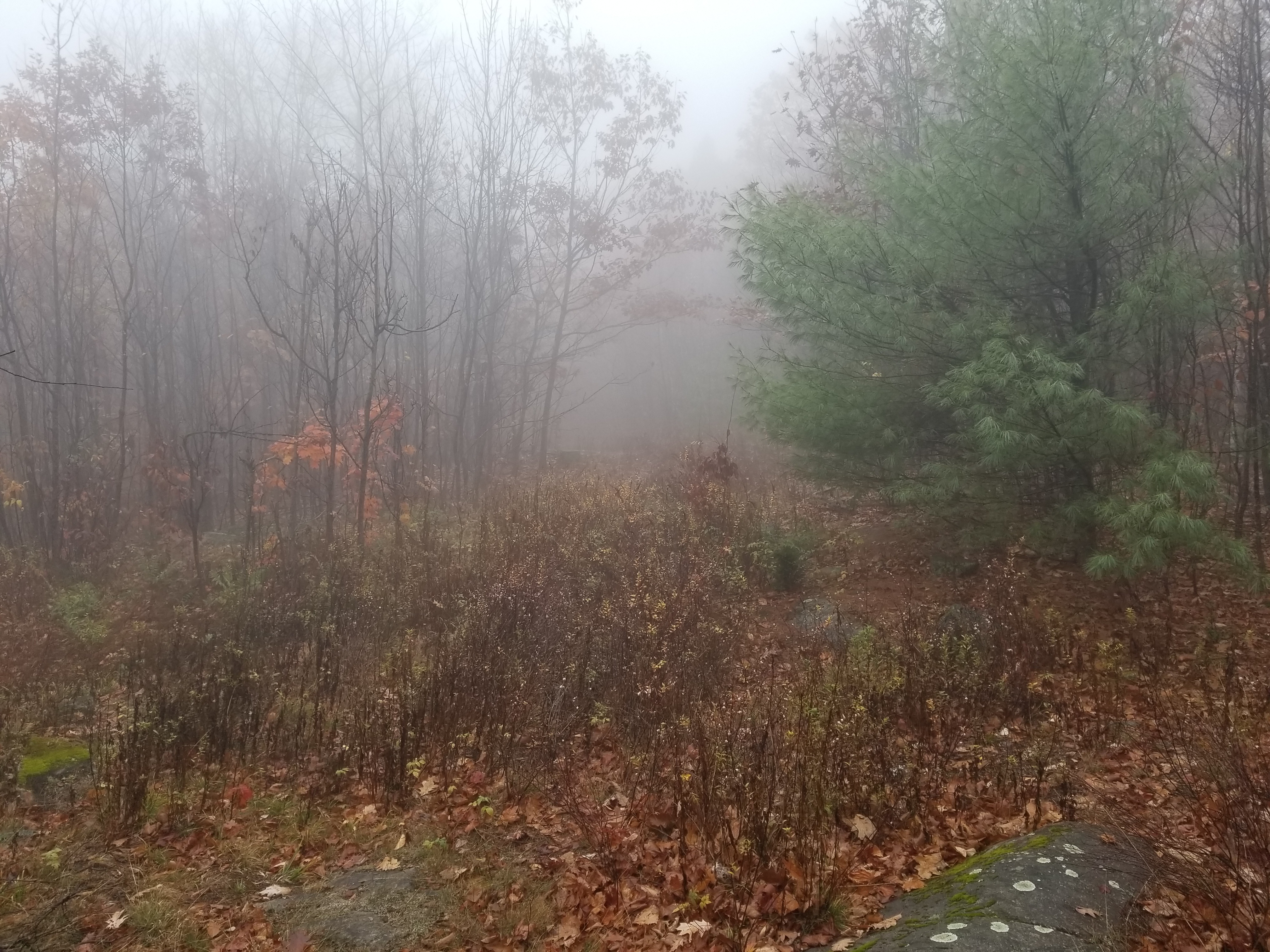 Trail completely overgrown