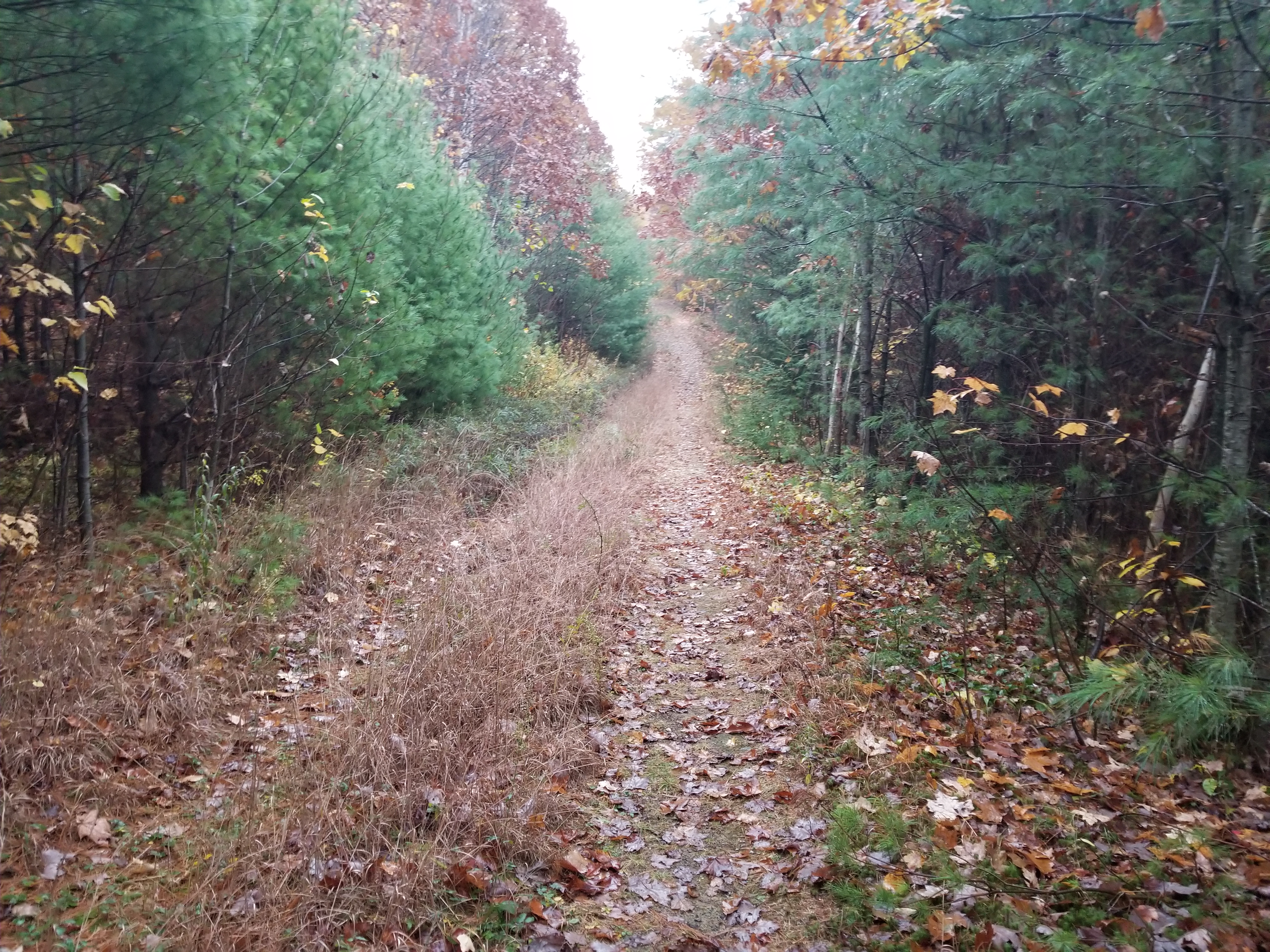 Overgrown snowmobile trail