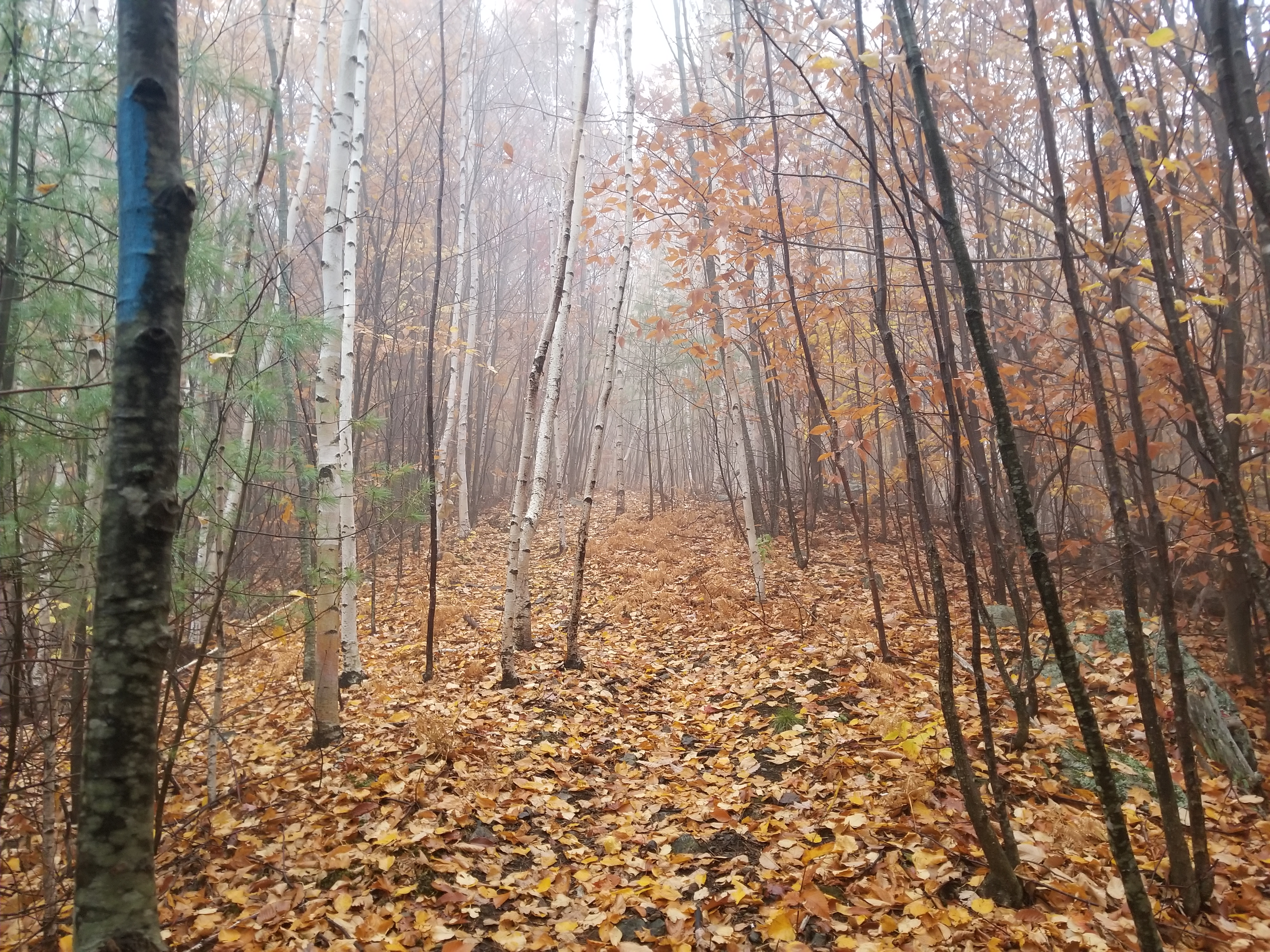 Misty trail deep in the woods