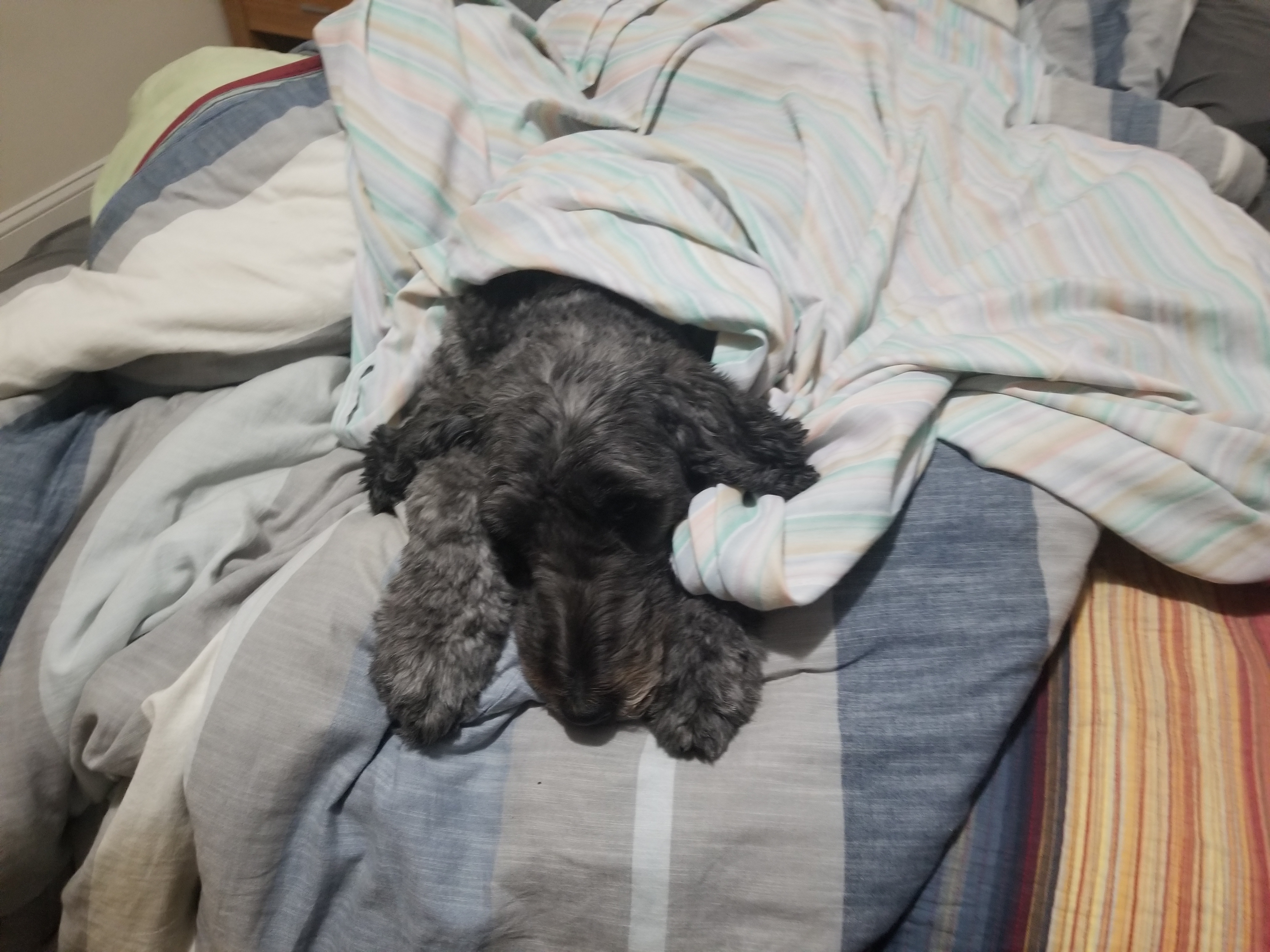 Bonus Dog Pic