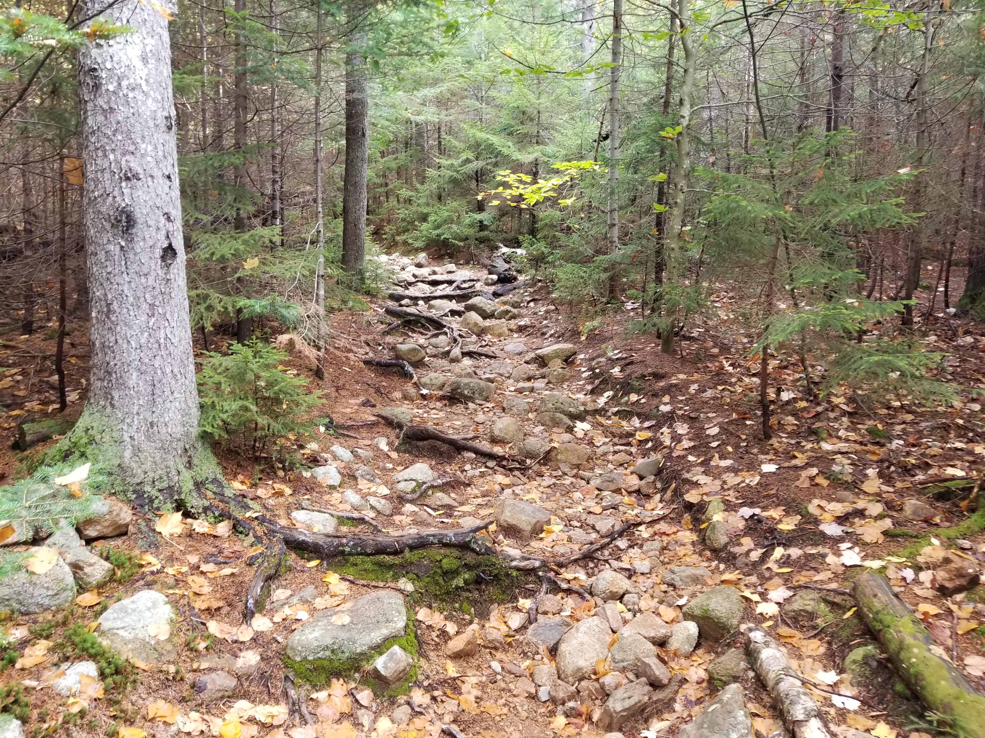 Trail near the bottom