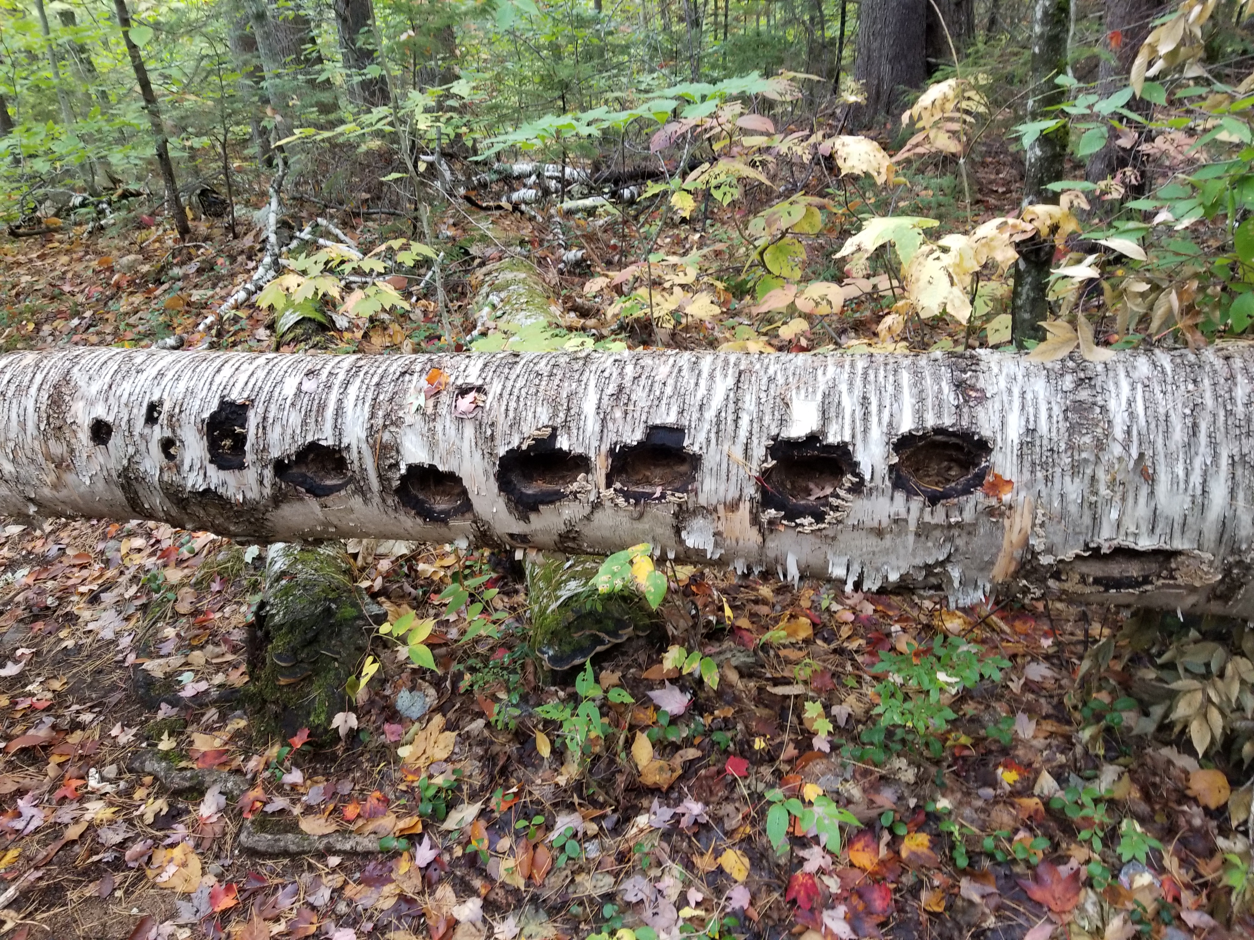 woodpecker tree