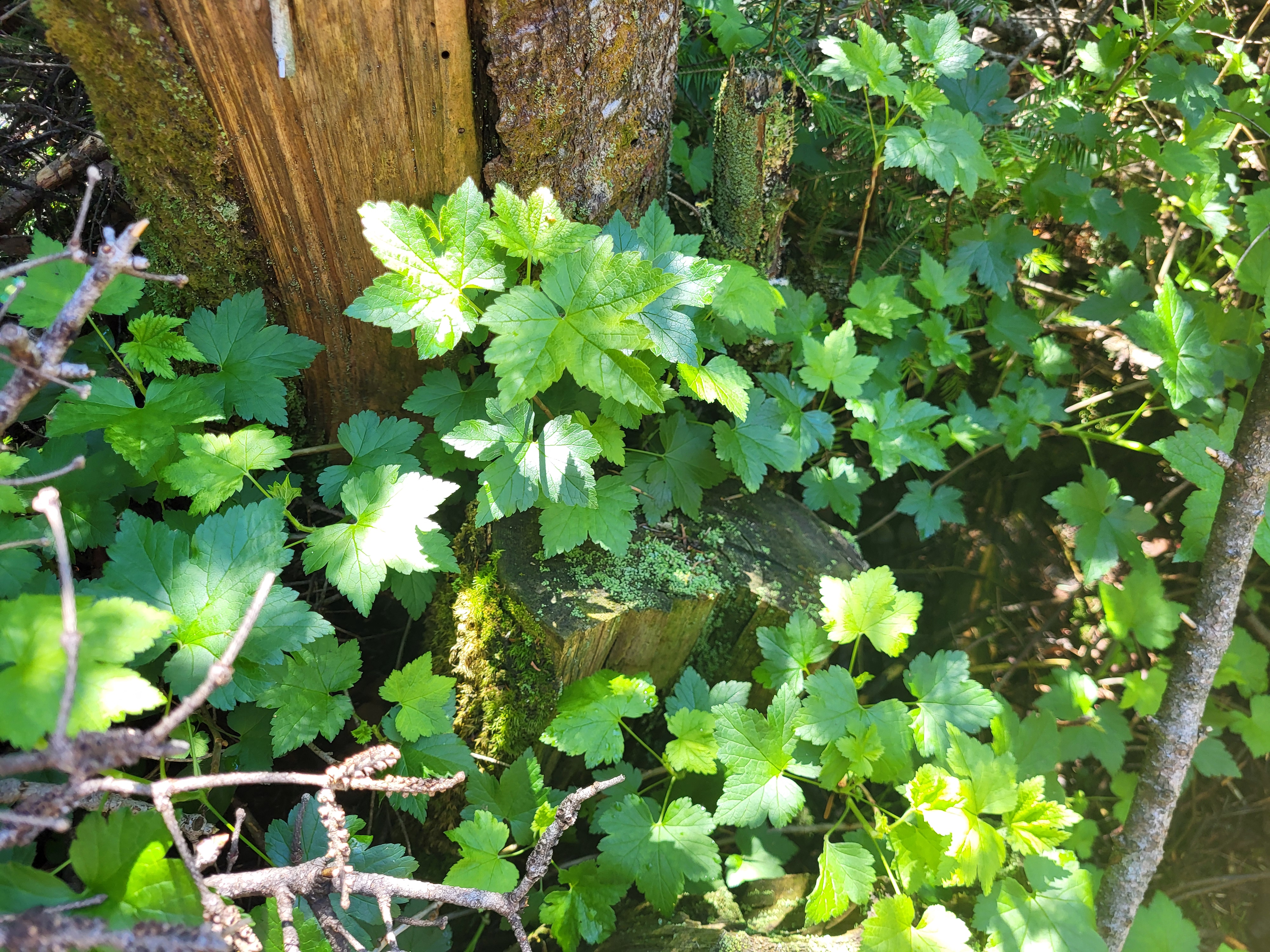 A plant at the summit that caught my eye.