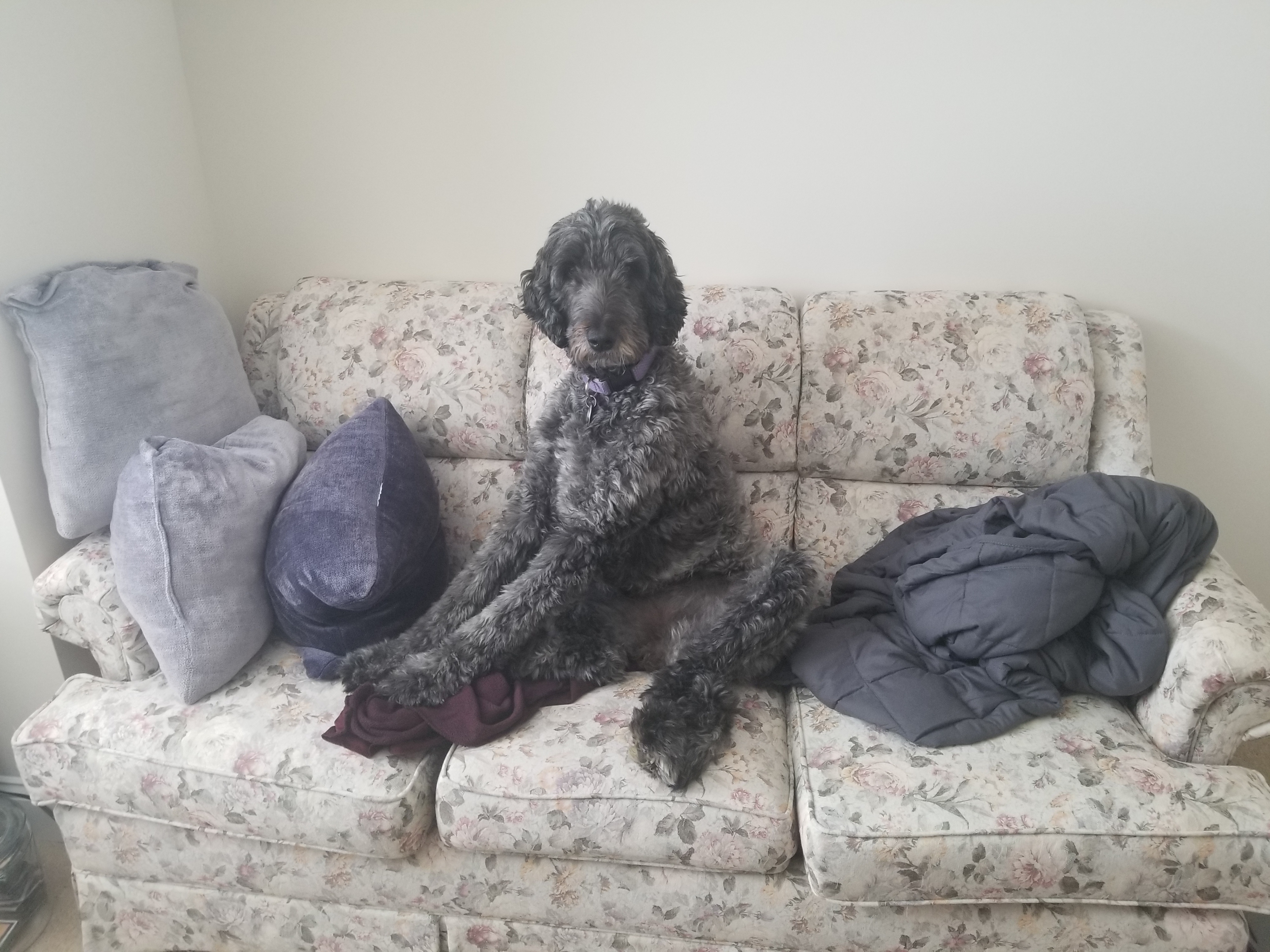 My dog on the couch