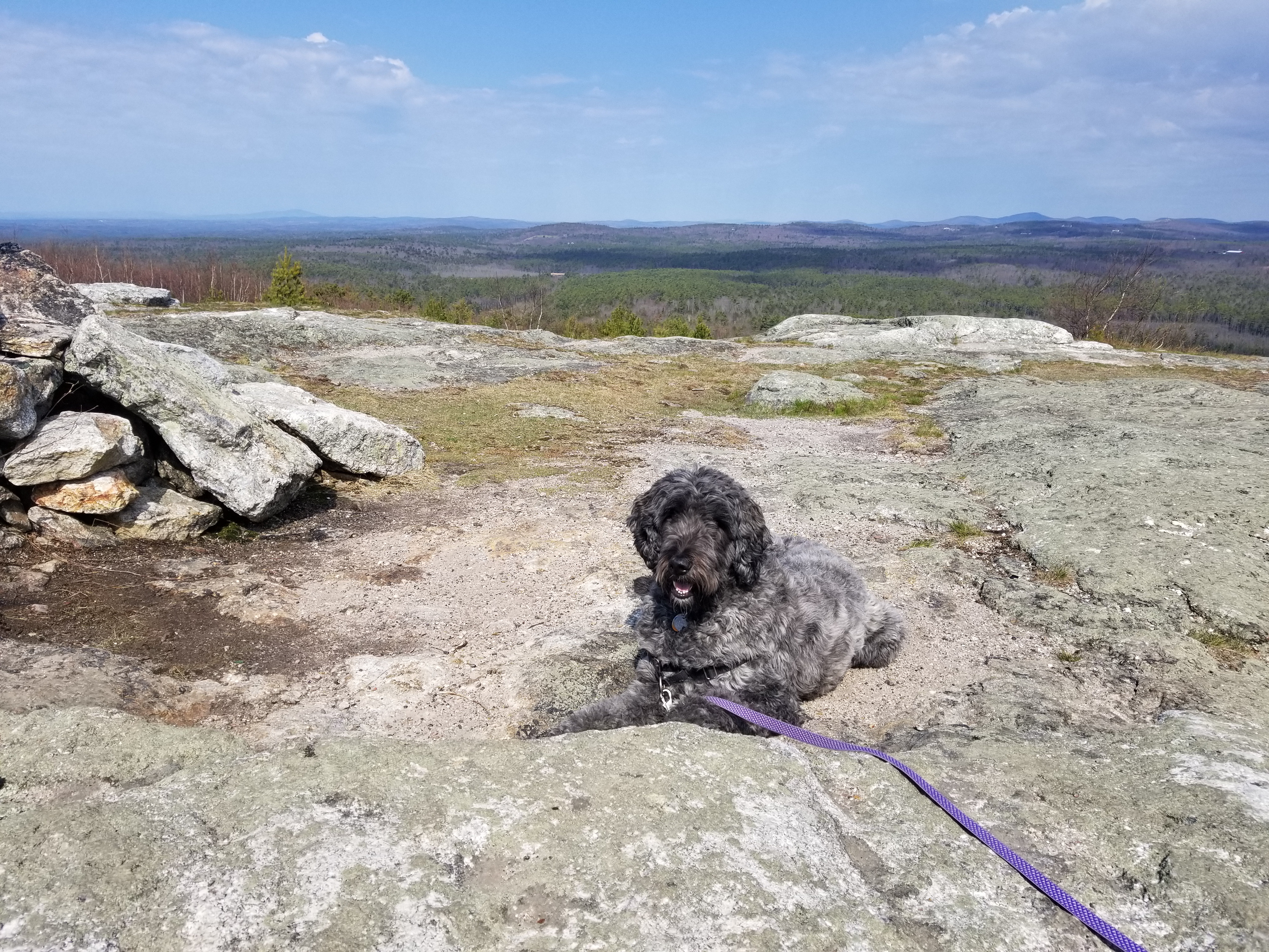 My dog on a mountain