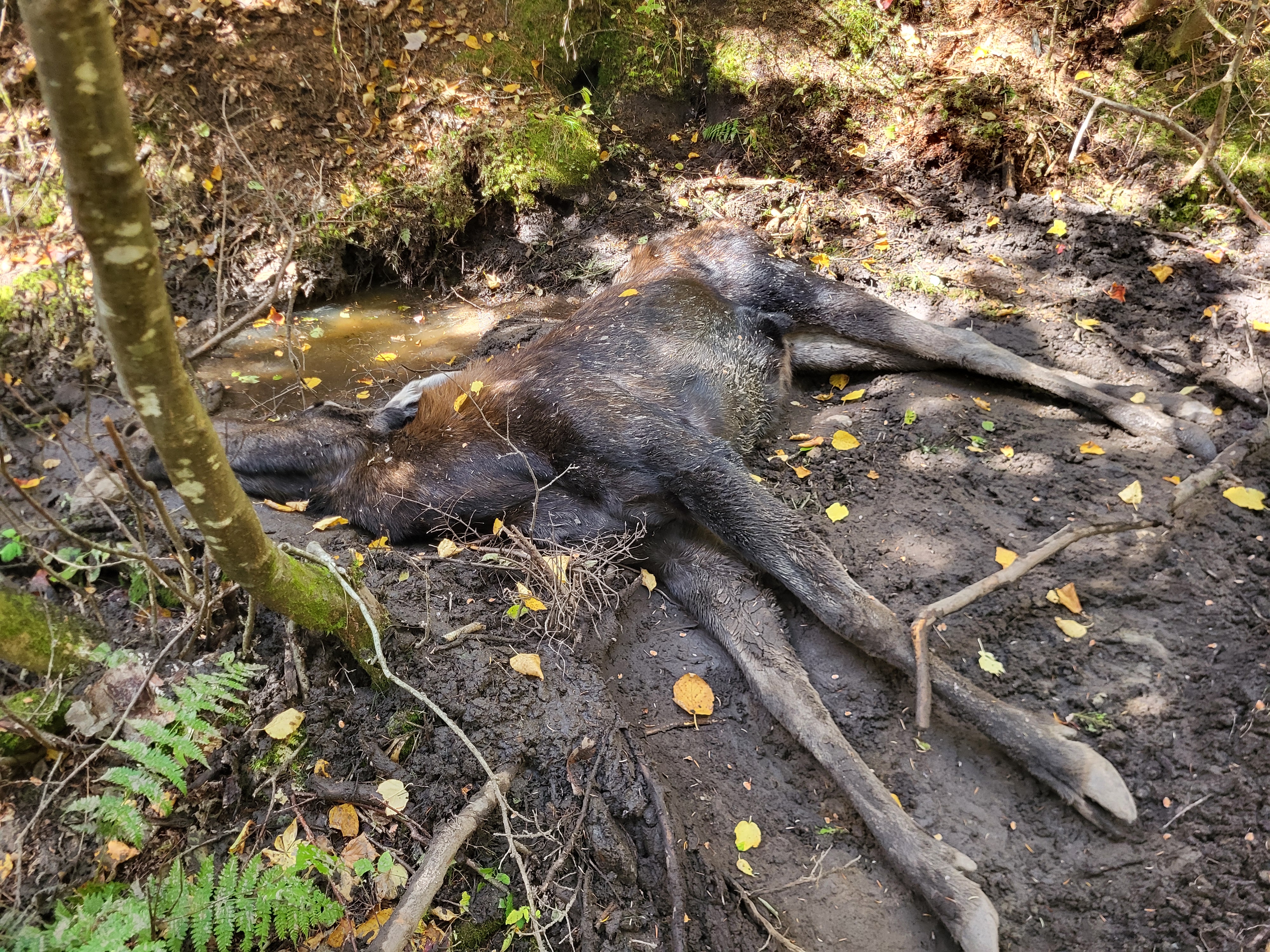 The dead moose