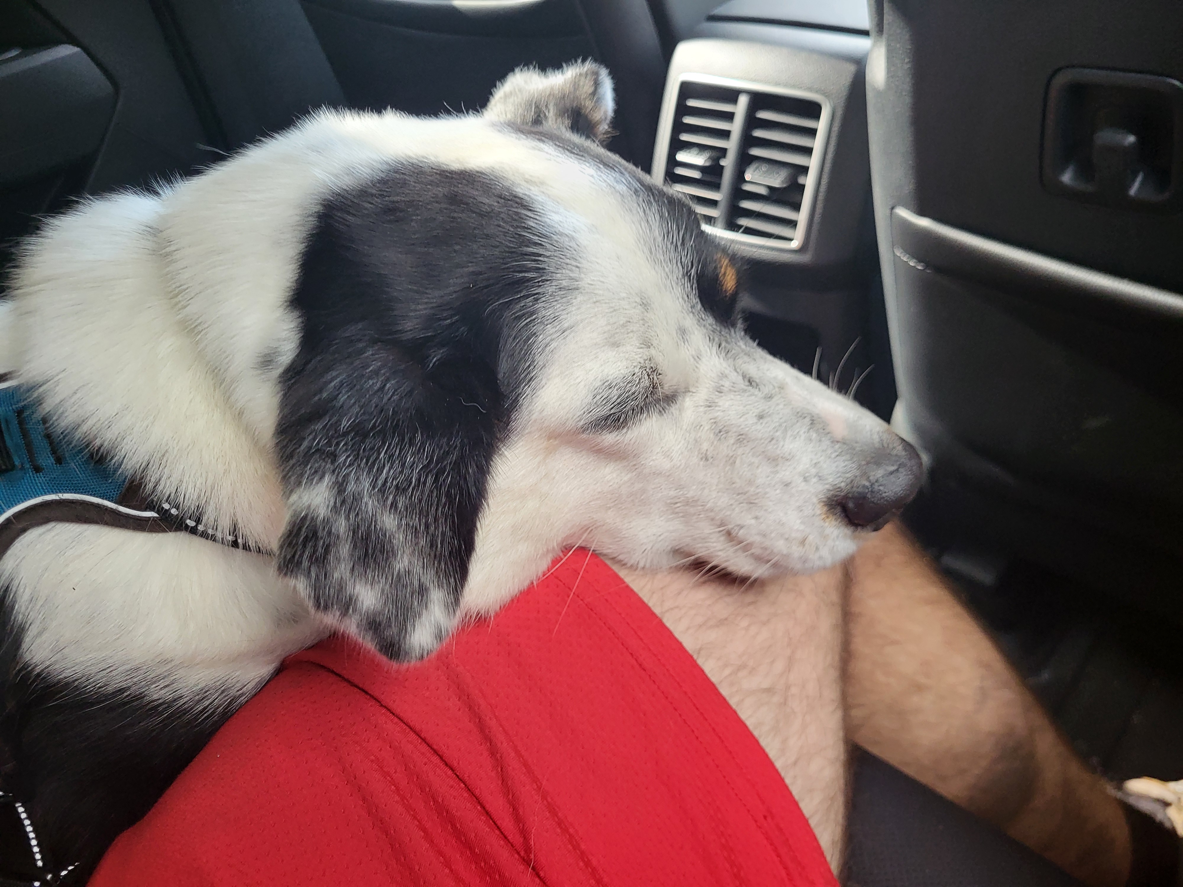 Her cute dog with his head on my leg