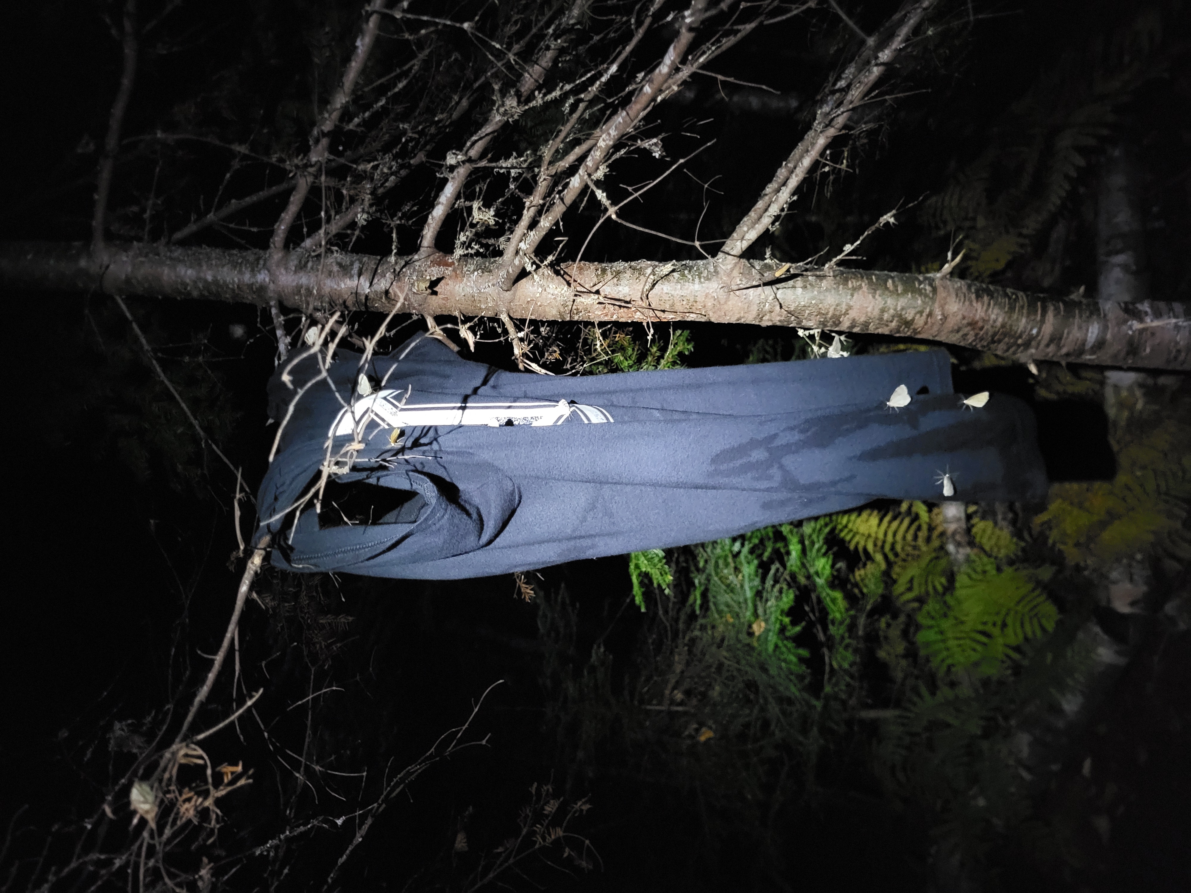 My t-shirt, covered in moths