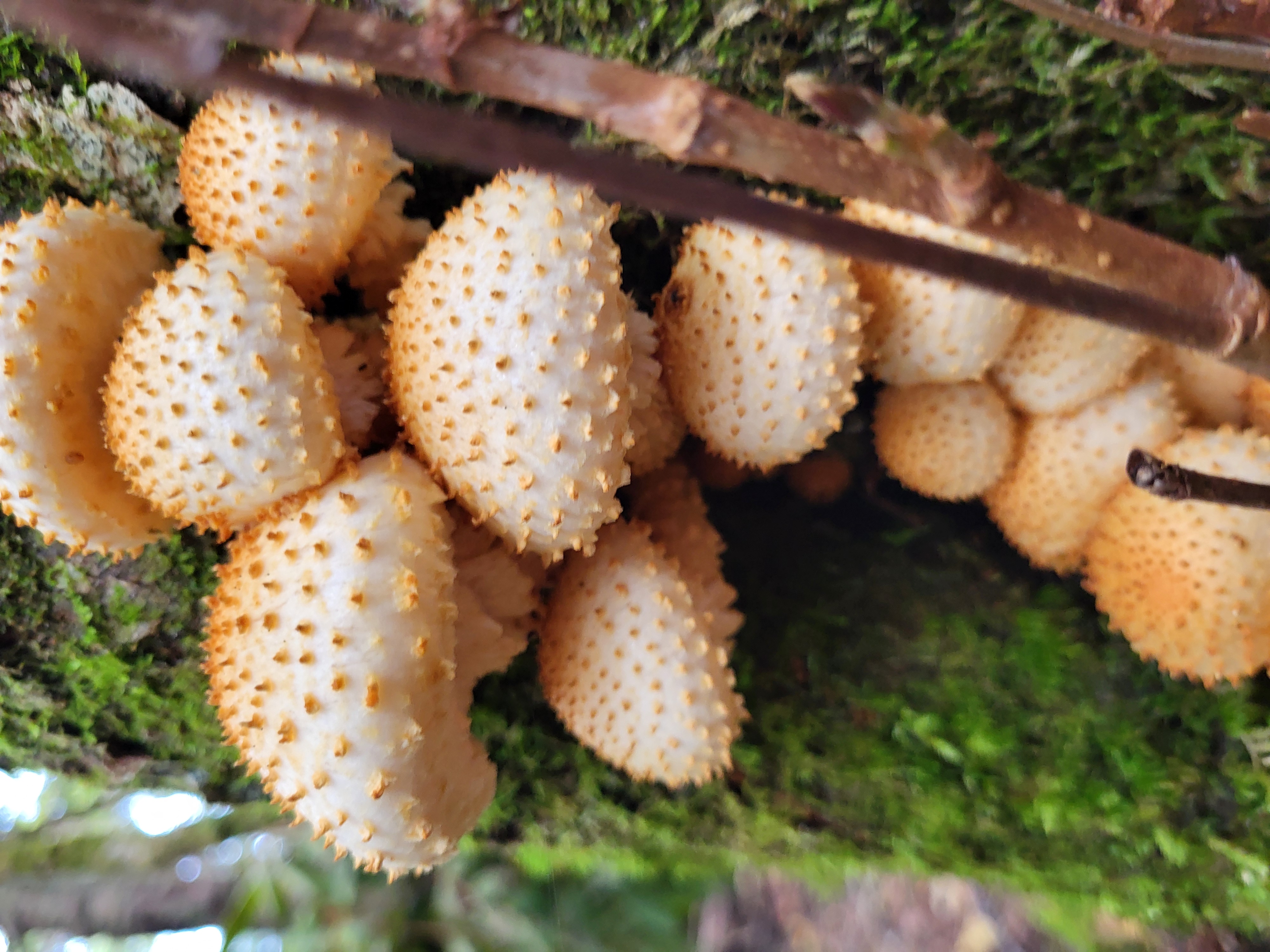 Some cool mushrooms, I think Pholiota Squarrosa