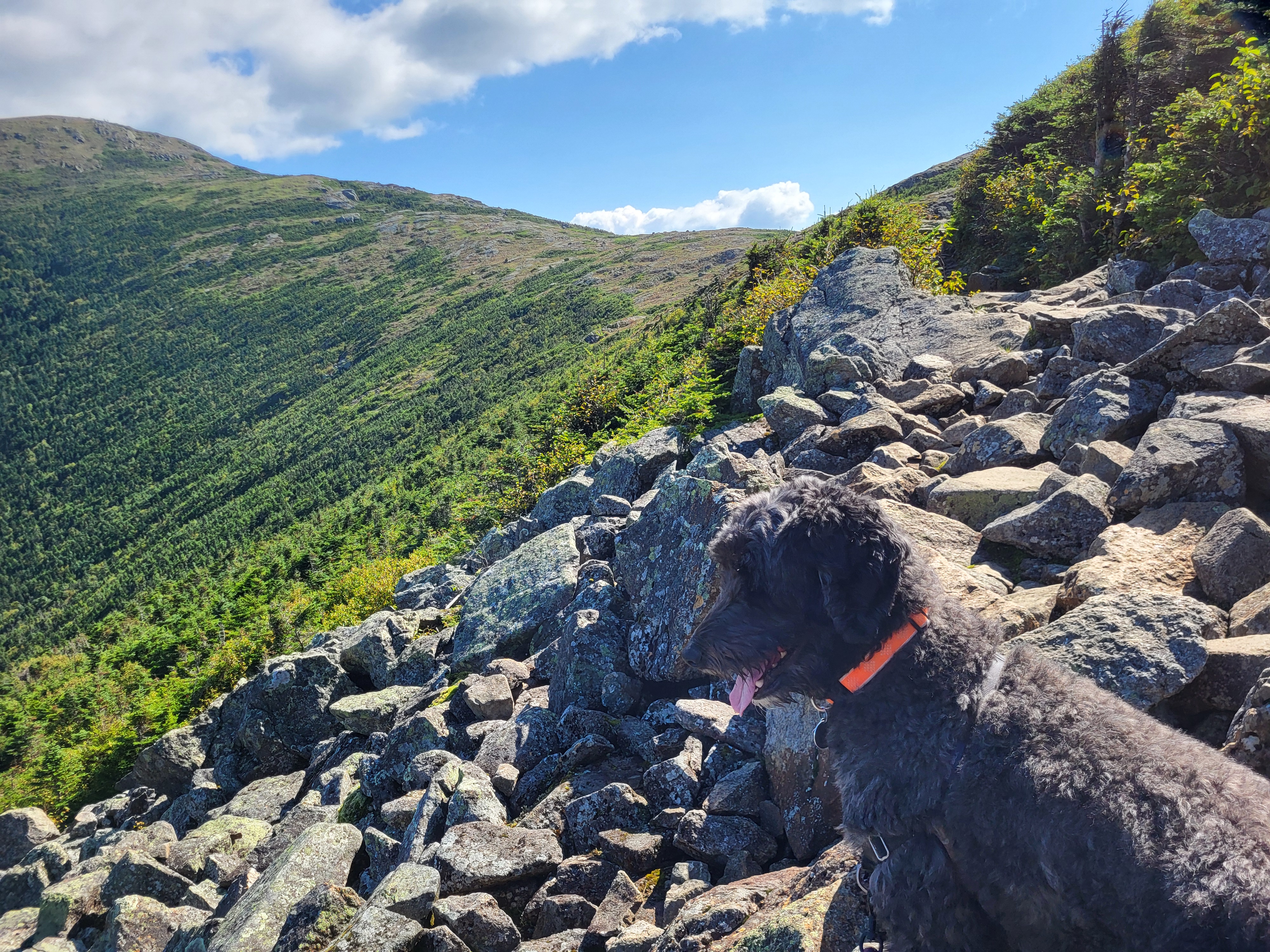 Dog on the talus field