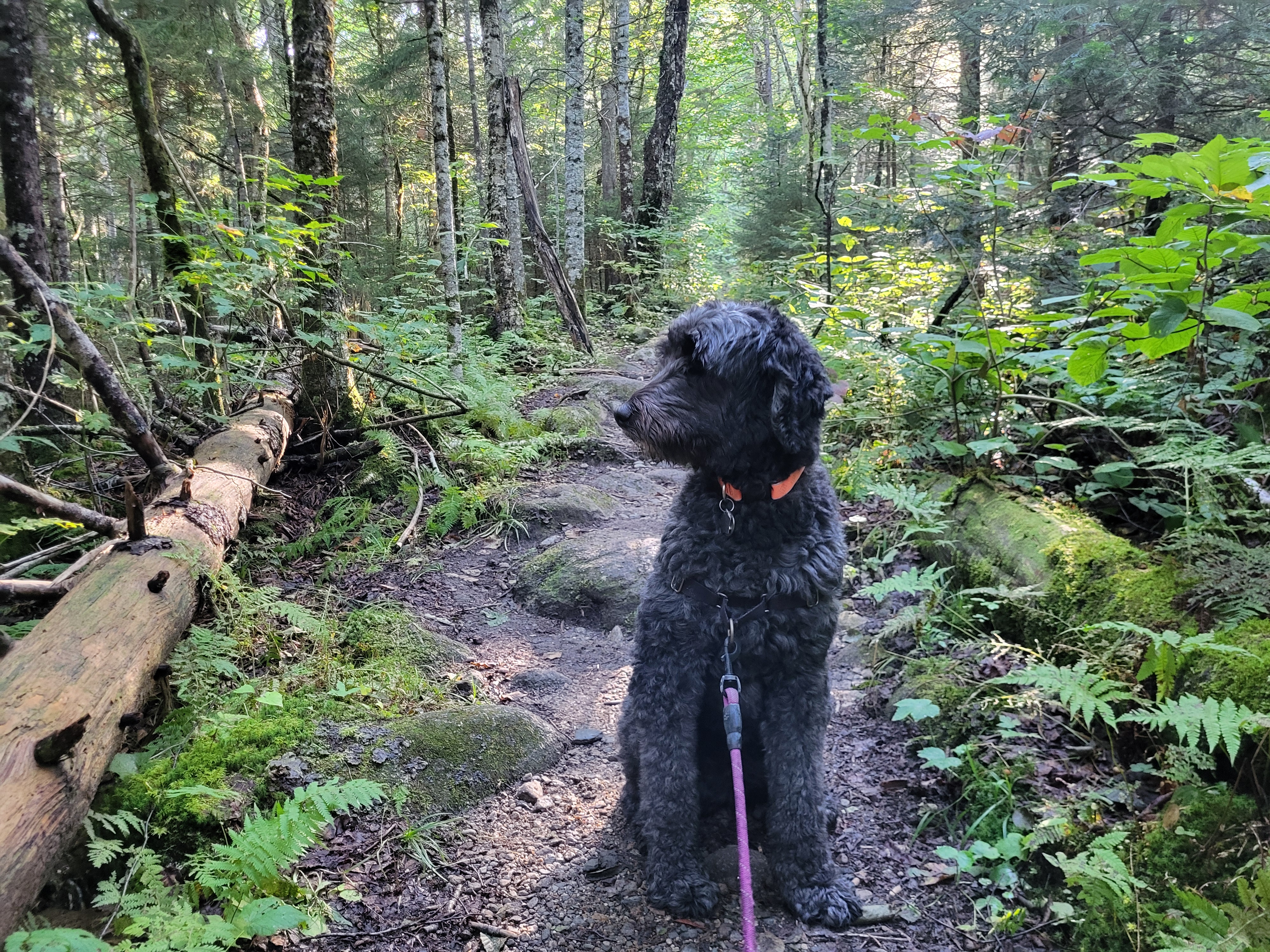 Lana on the trail