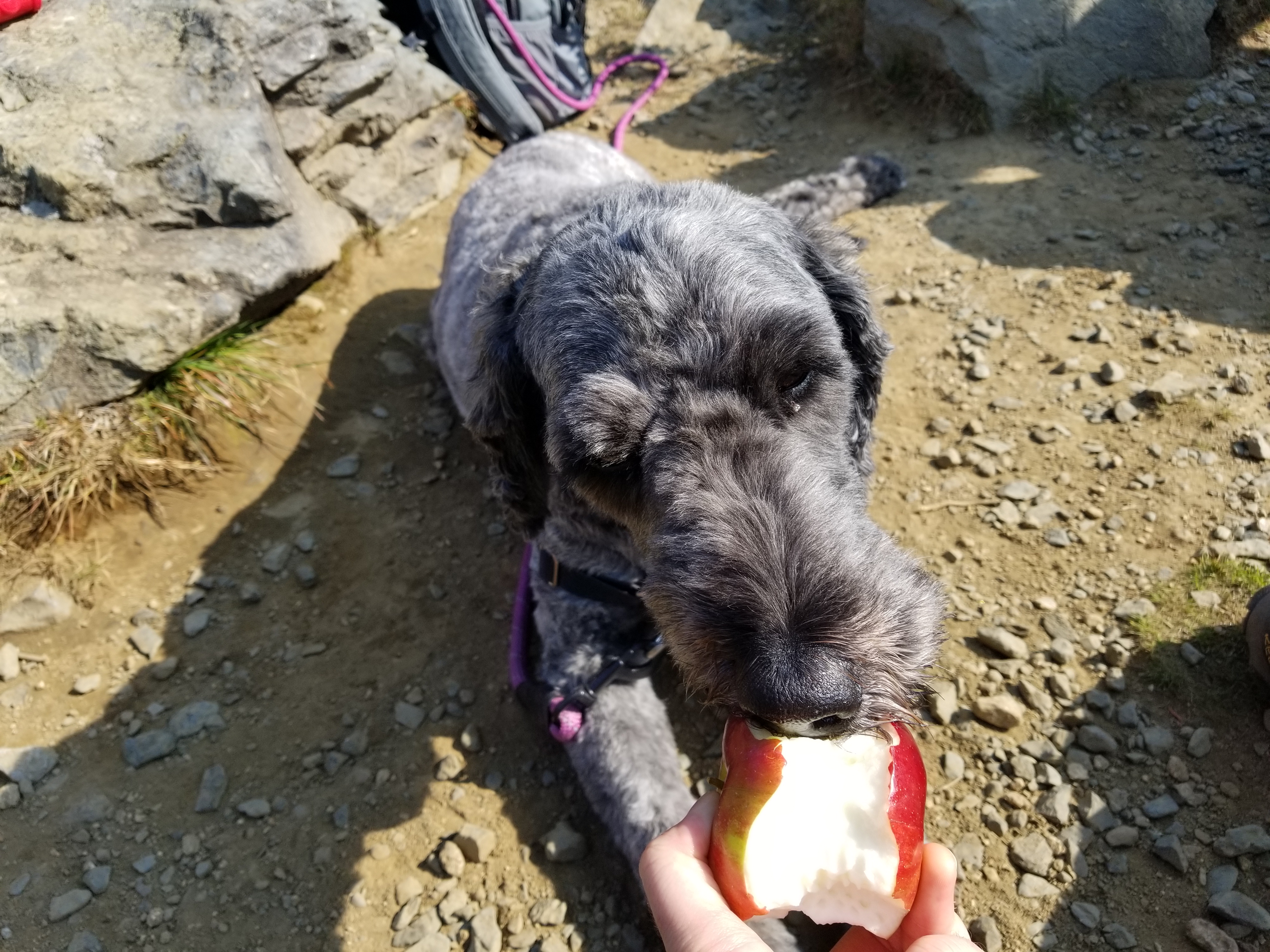 Lana nibbles on an apple