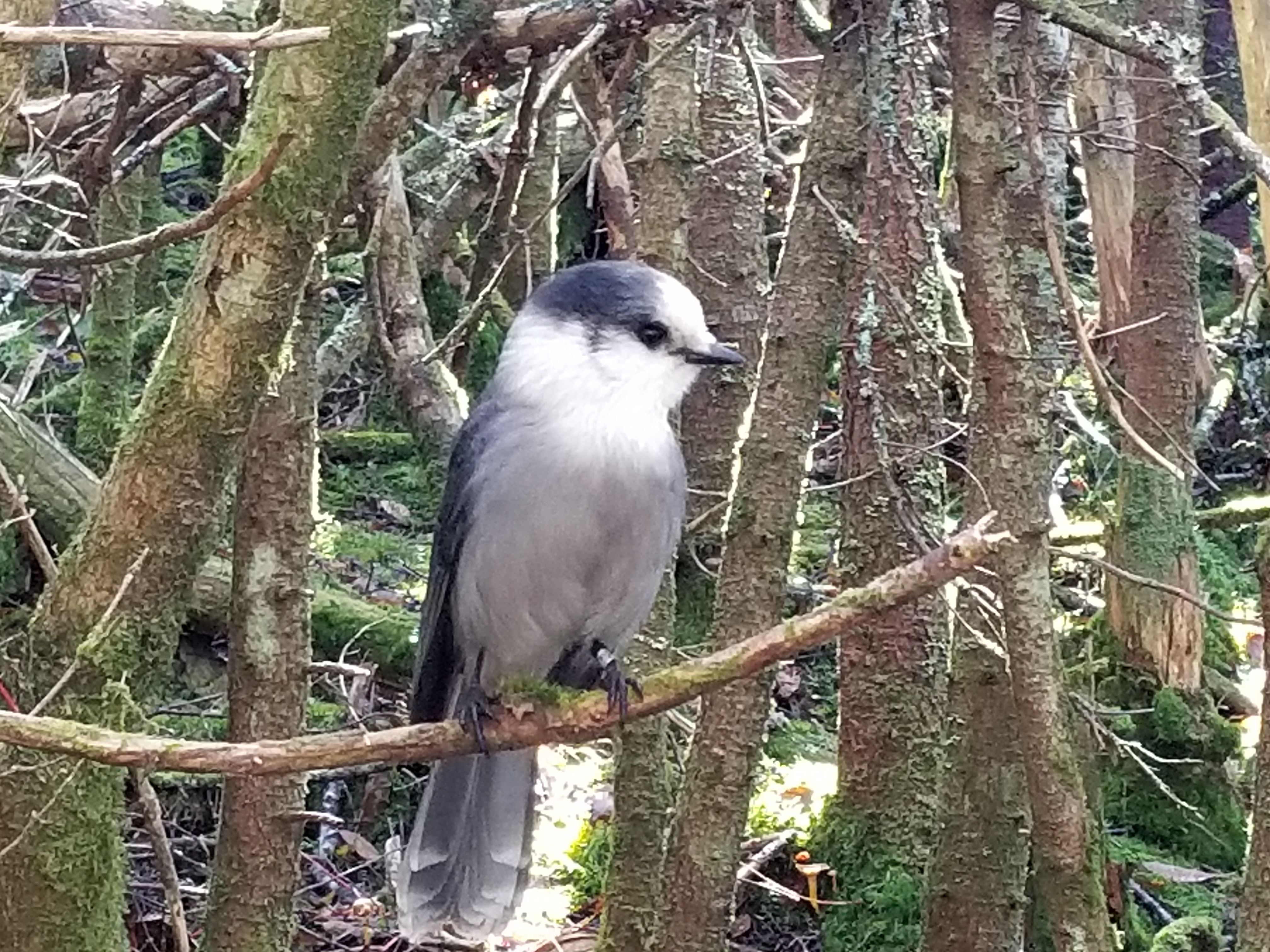A chubby little gray jay on a branch