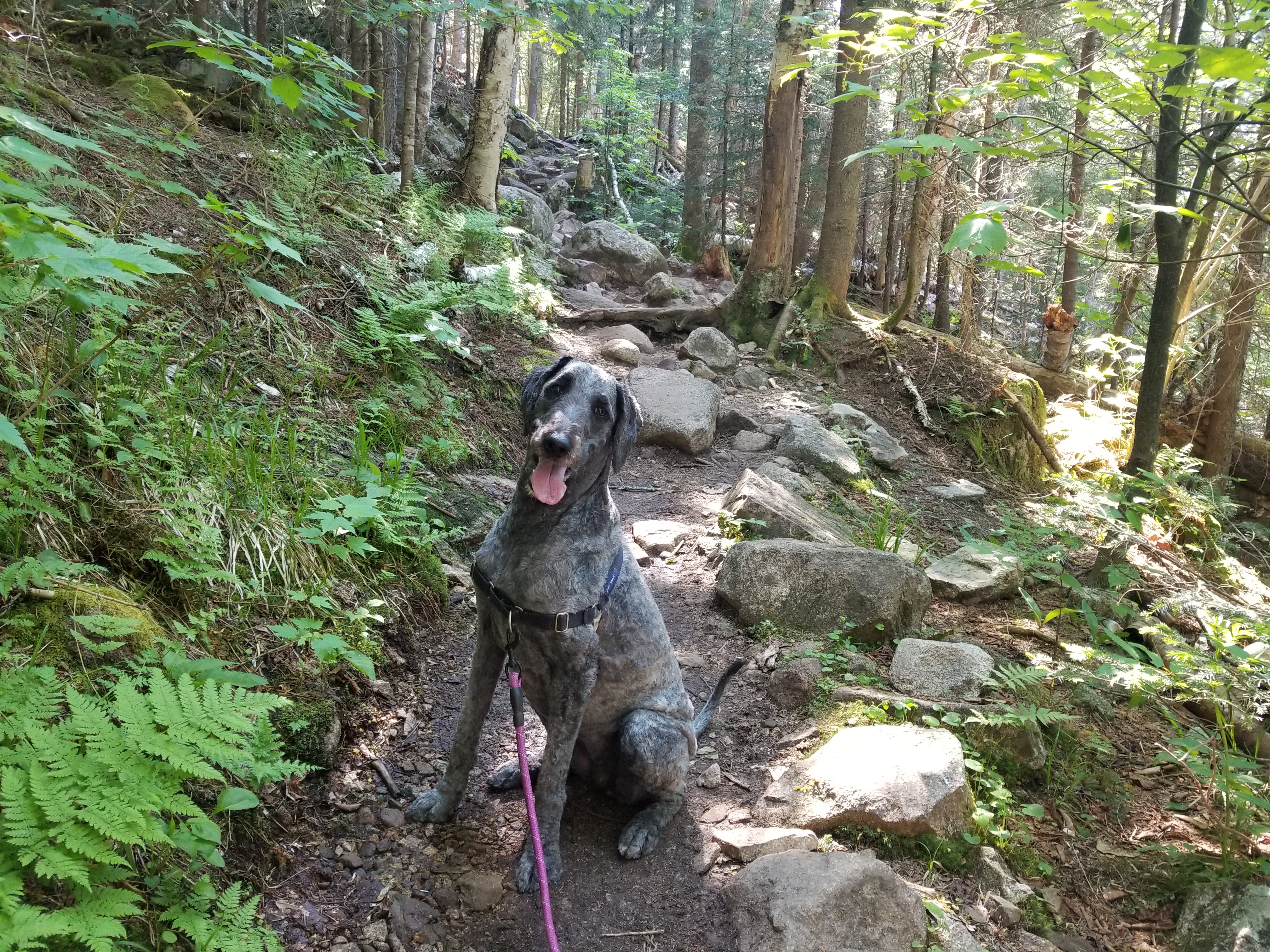 Happy Pup
