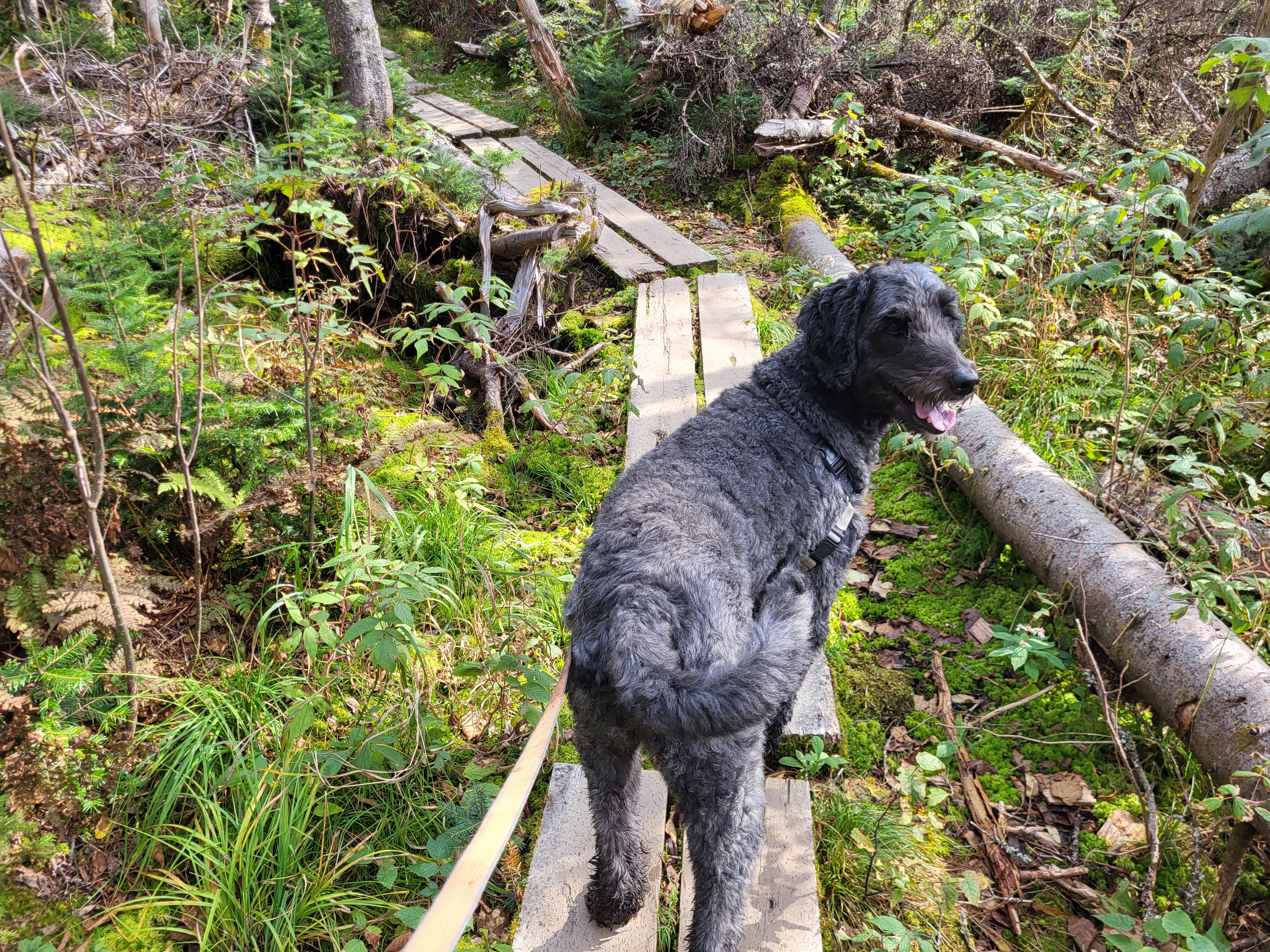 Lana on a plank bridge