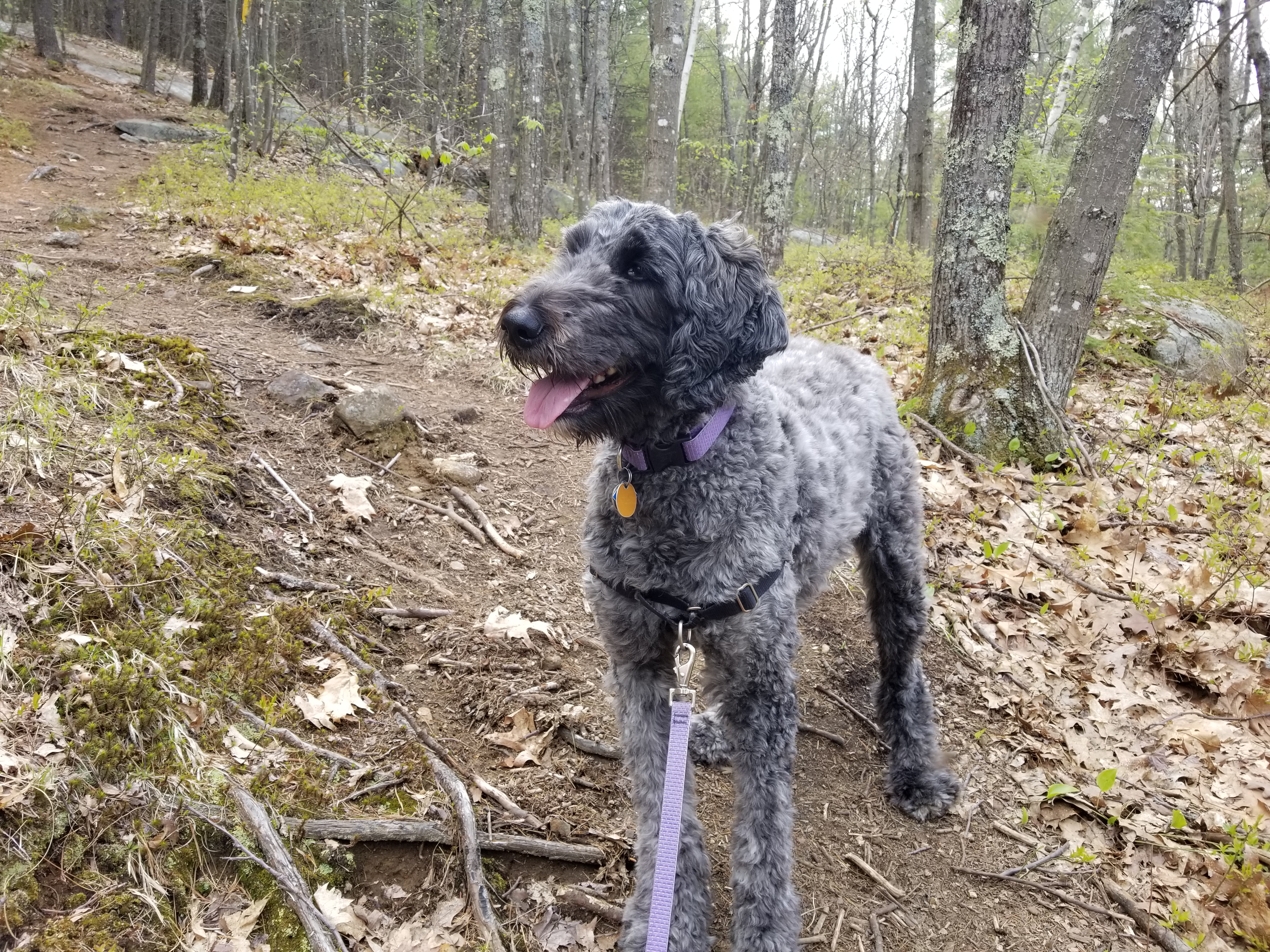 Yellow Trail