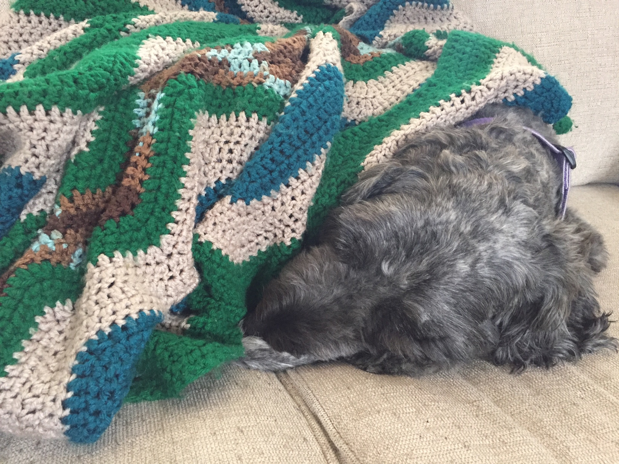 Sleepy Pup