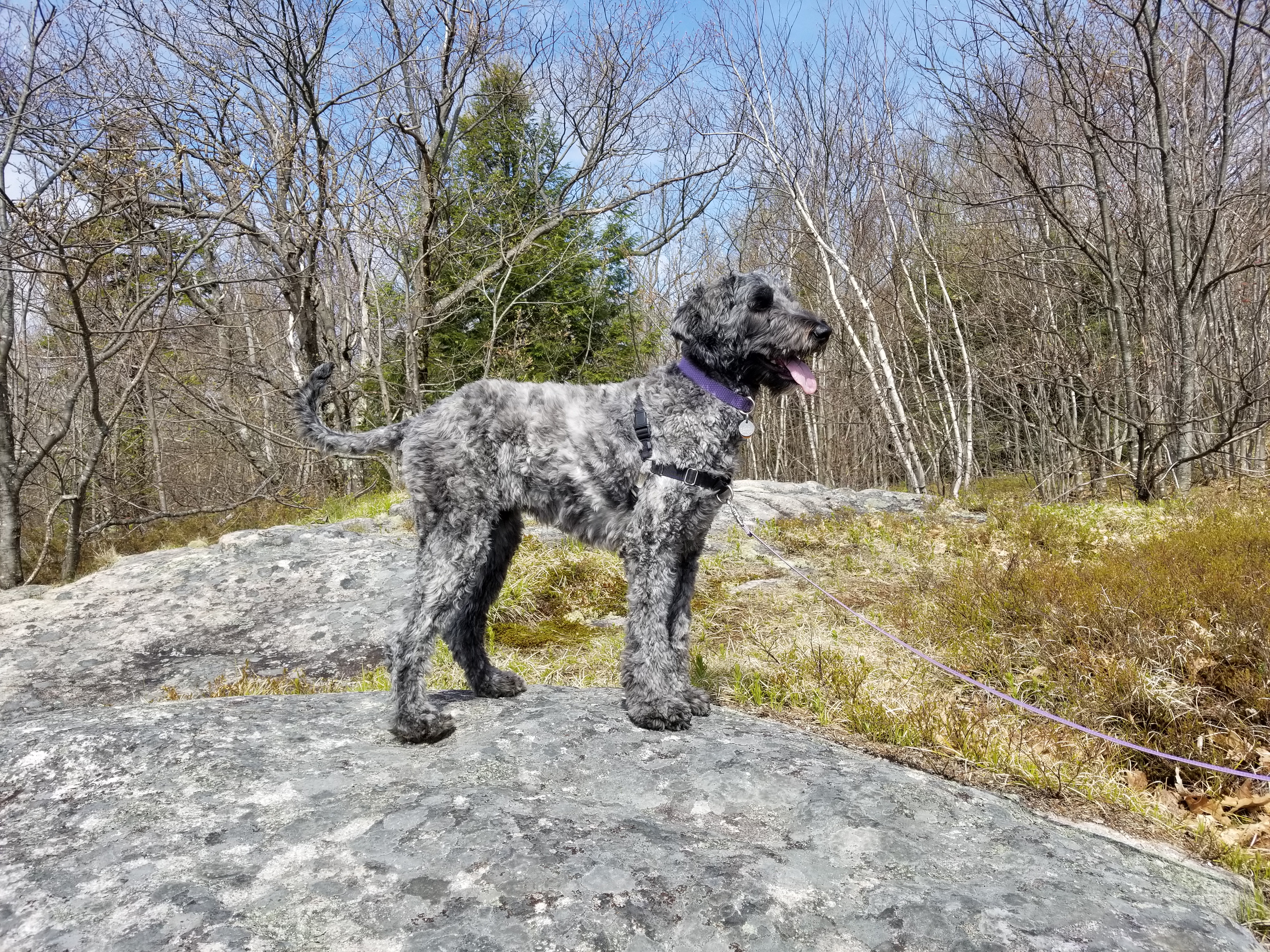 Dog on rock at summit