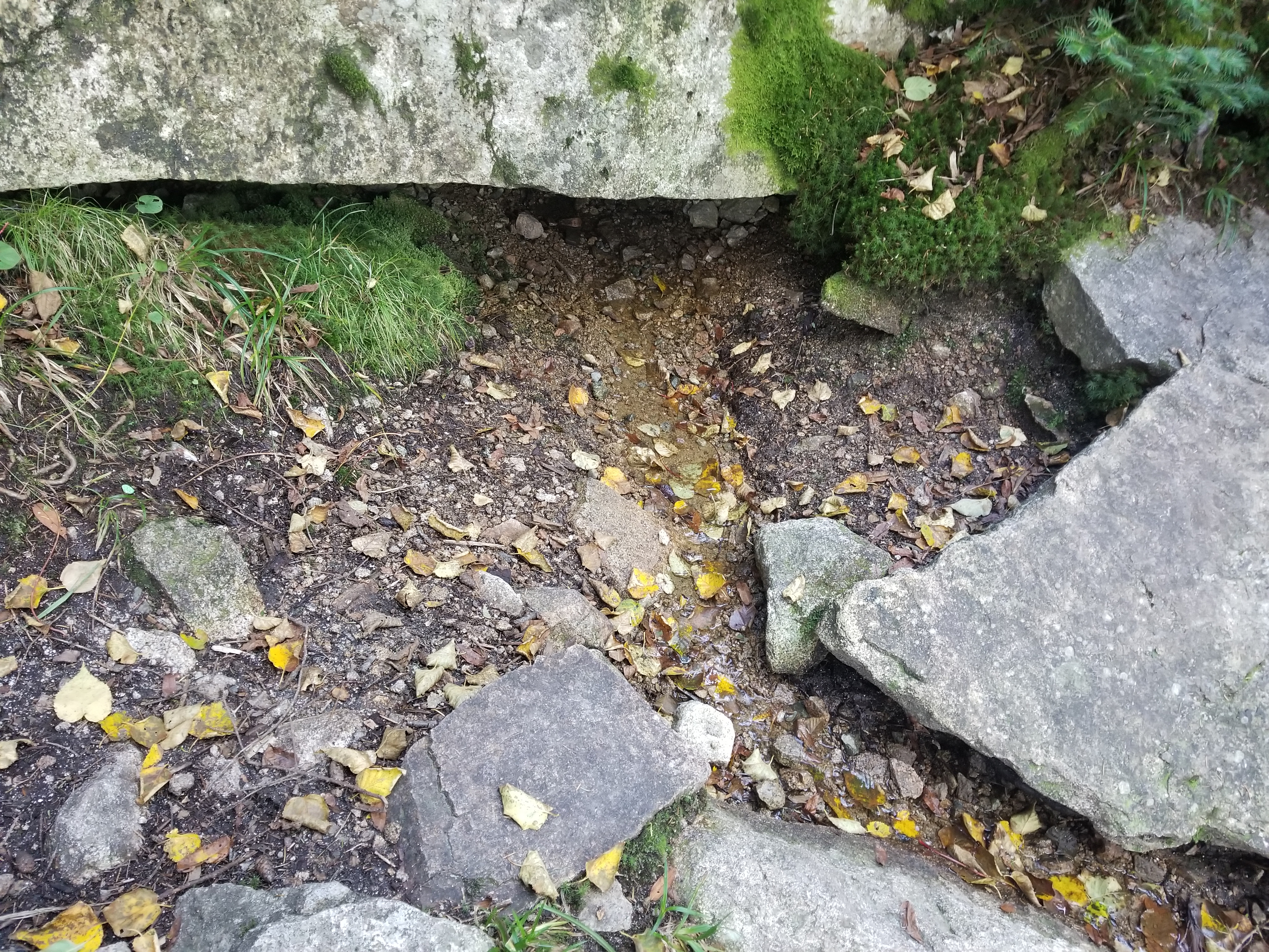 The spring itself, barely a trickle