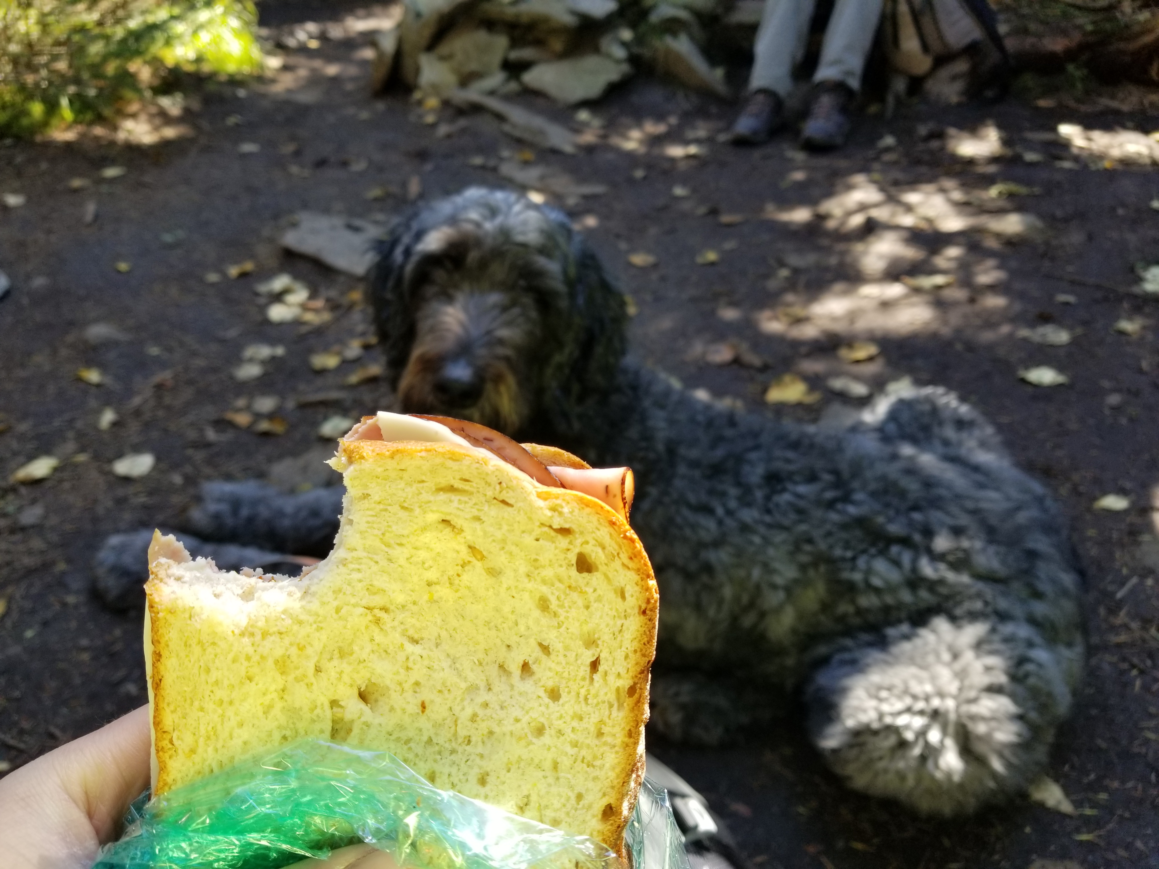 Lana eyeballing my sandwich