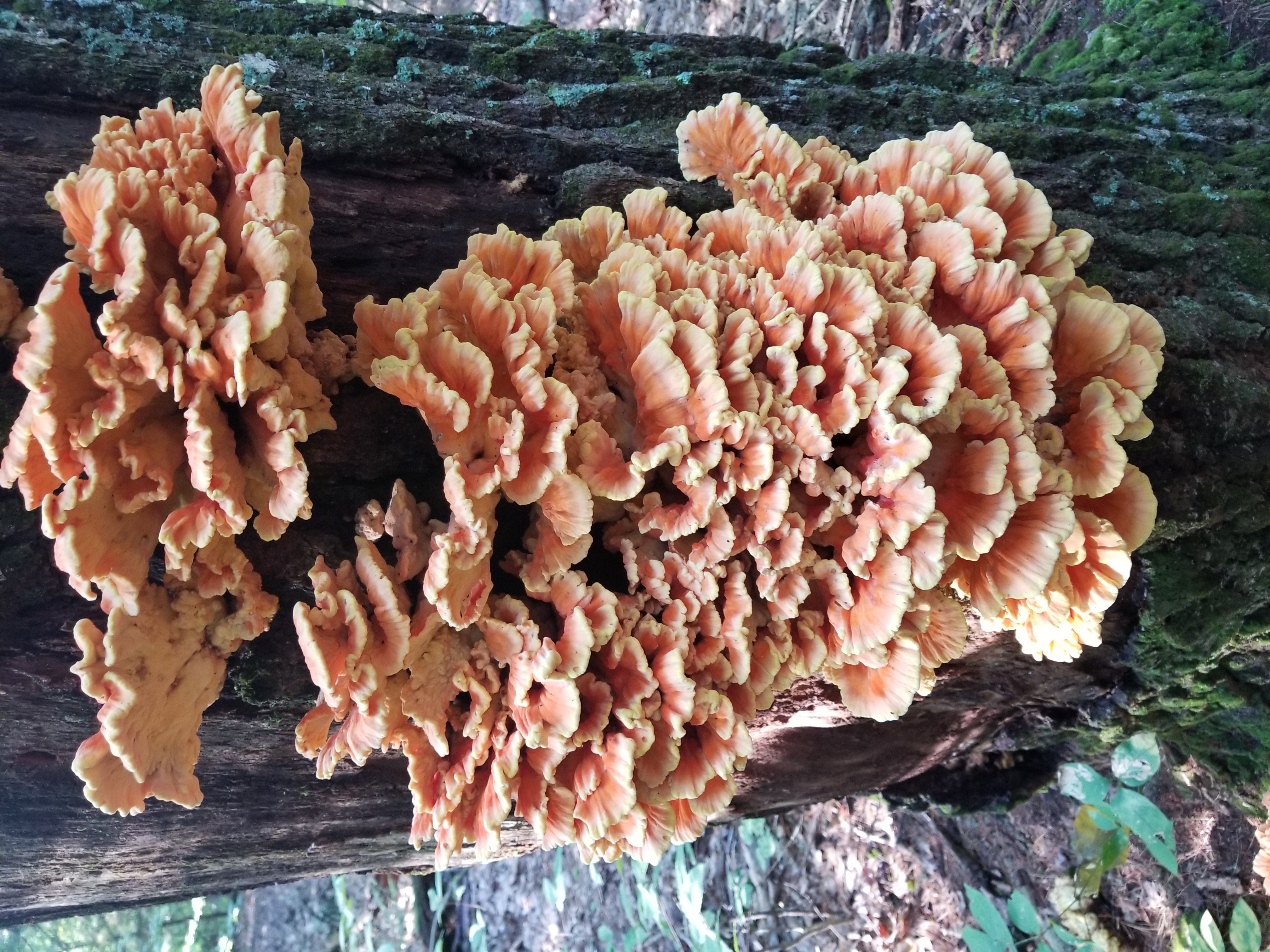 Chicken of the Woods, probably