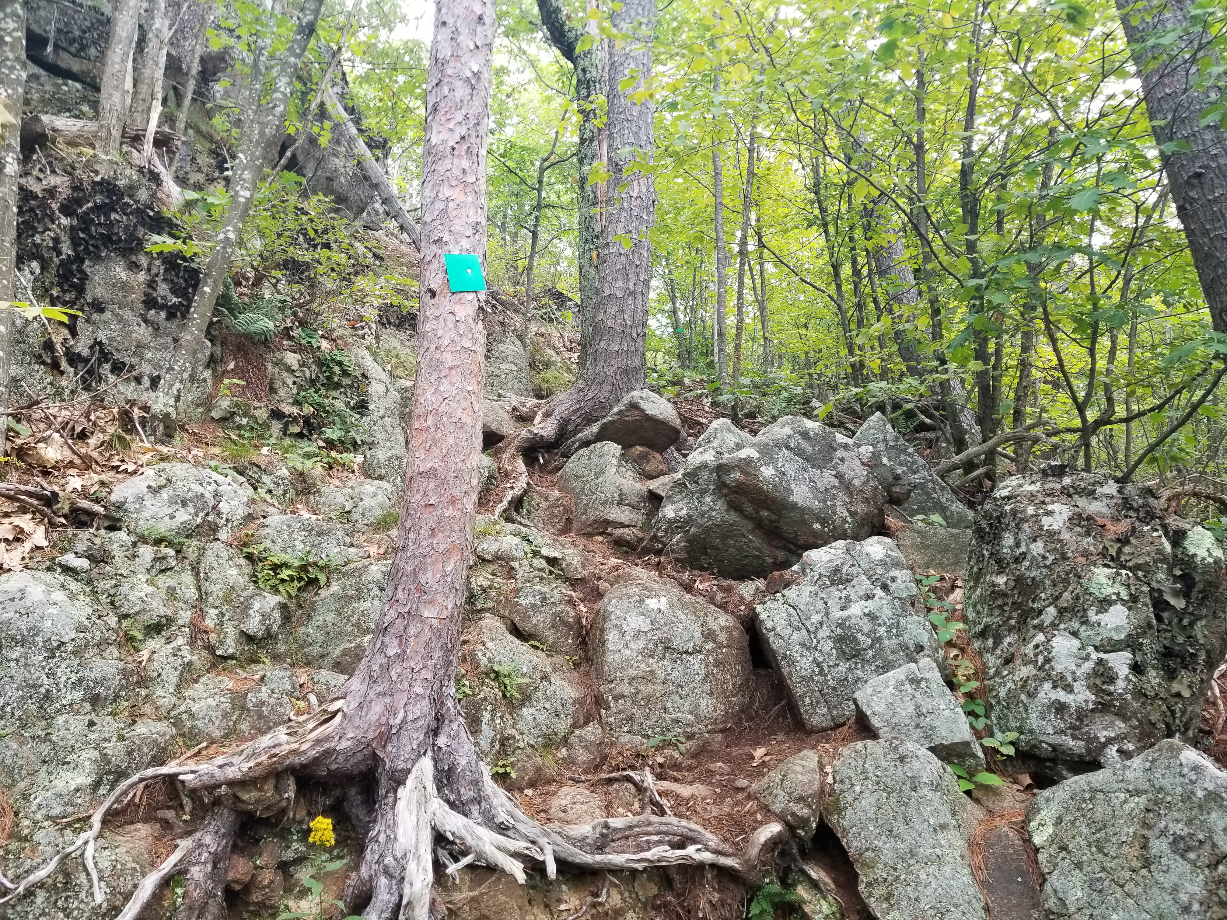 A rocky portion of the Ramsey Trail
