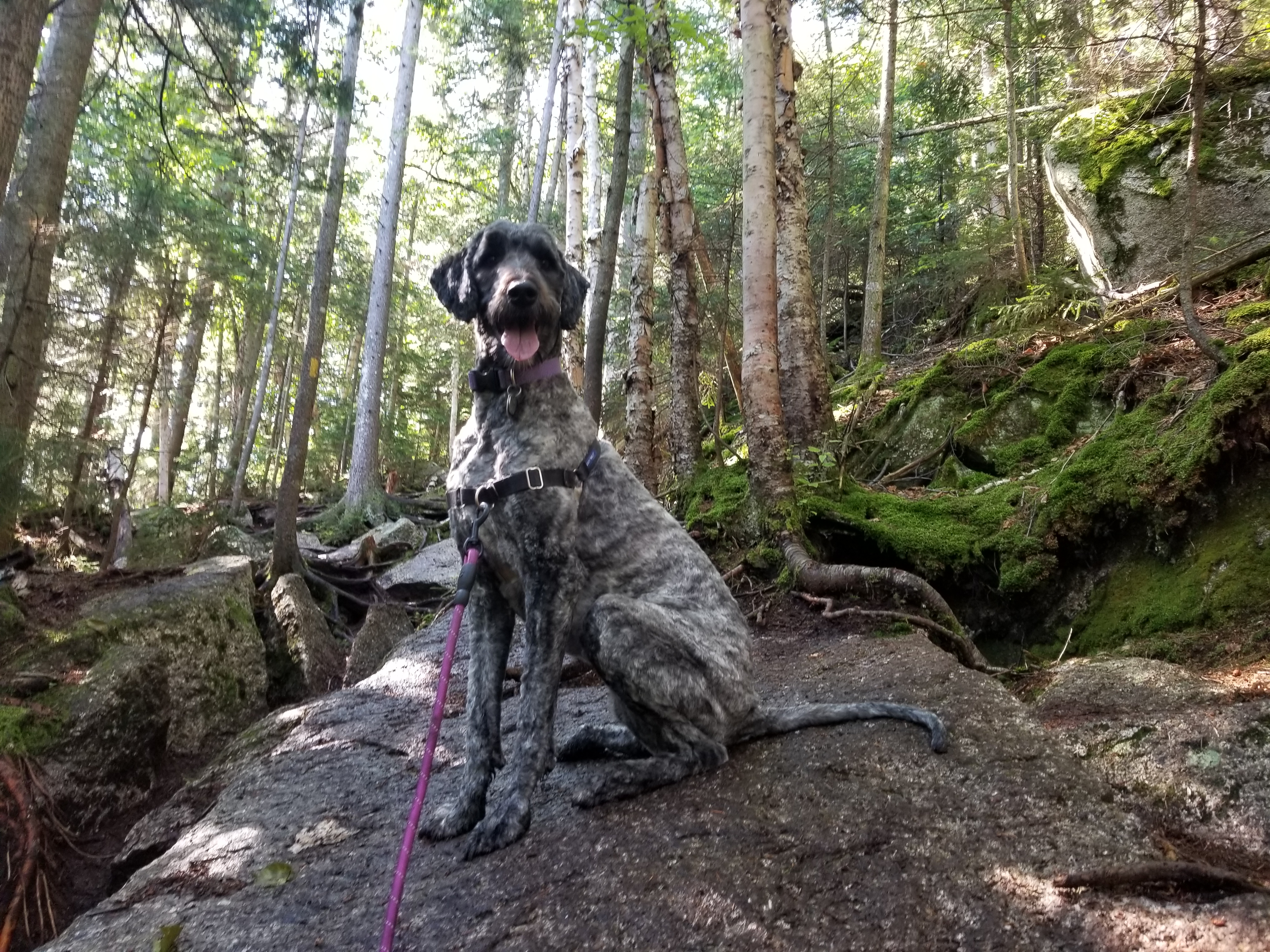 Lana posing on a rock