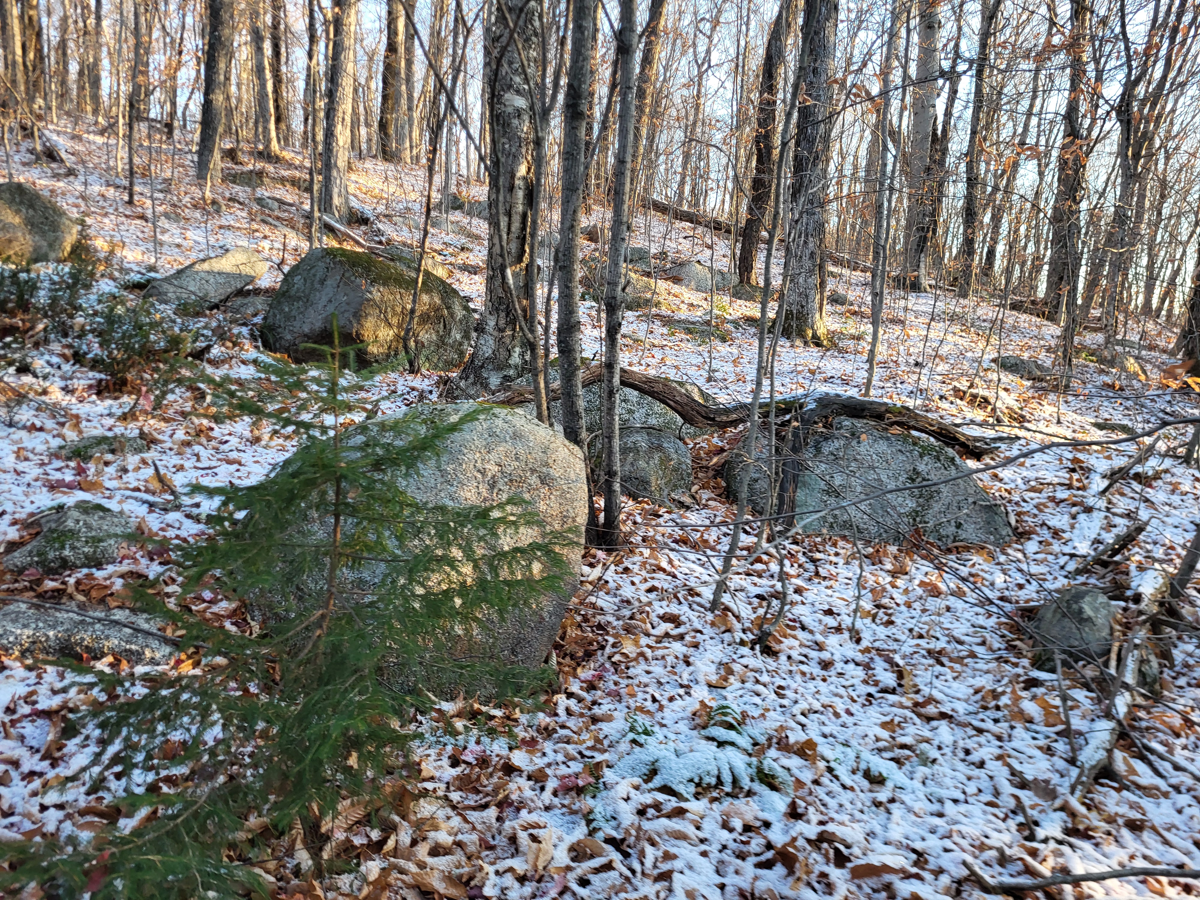 A dusting a snow in the woods