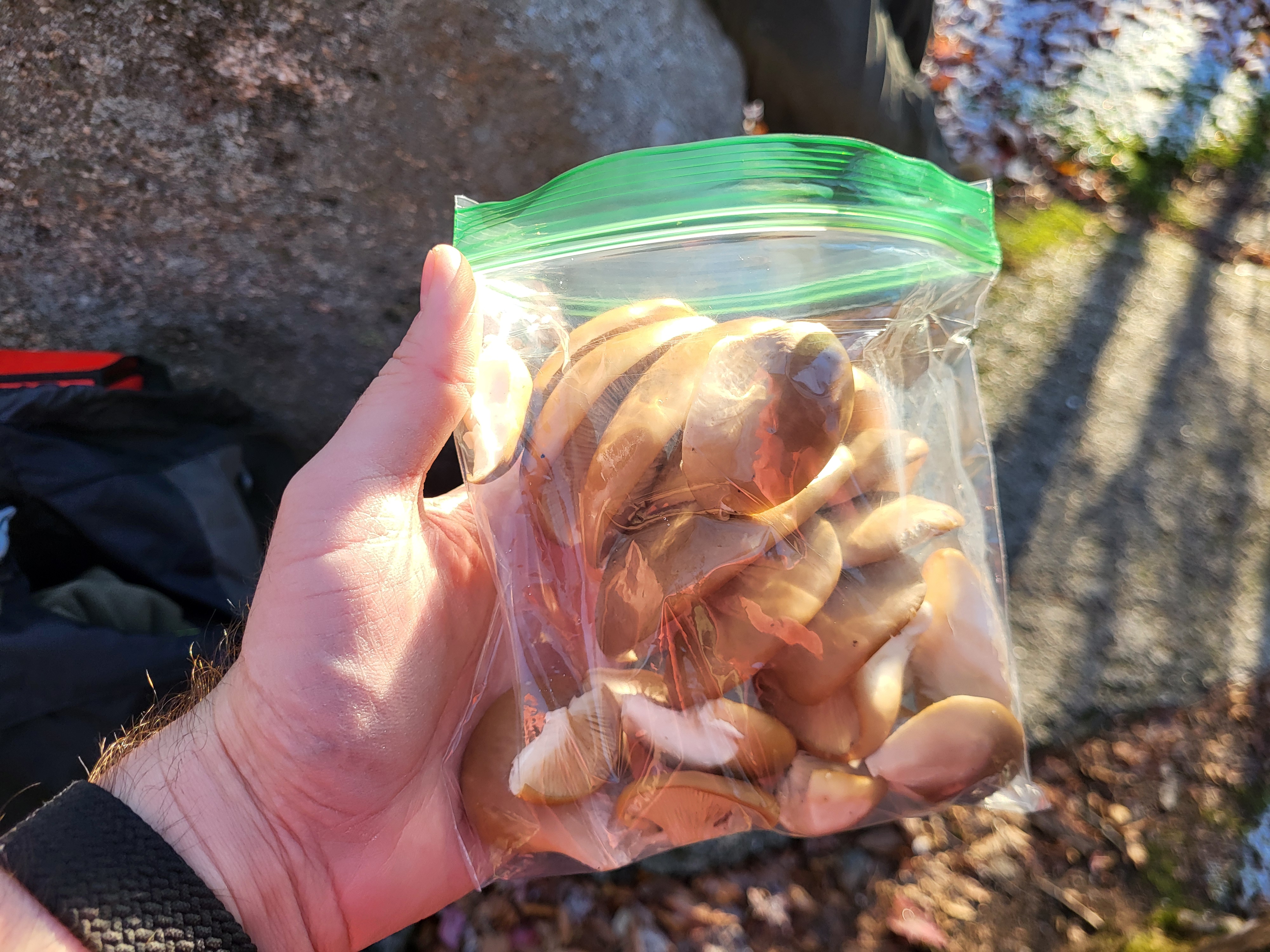 Oyster mushrooms after removing them from the tree