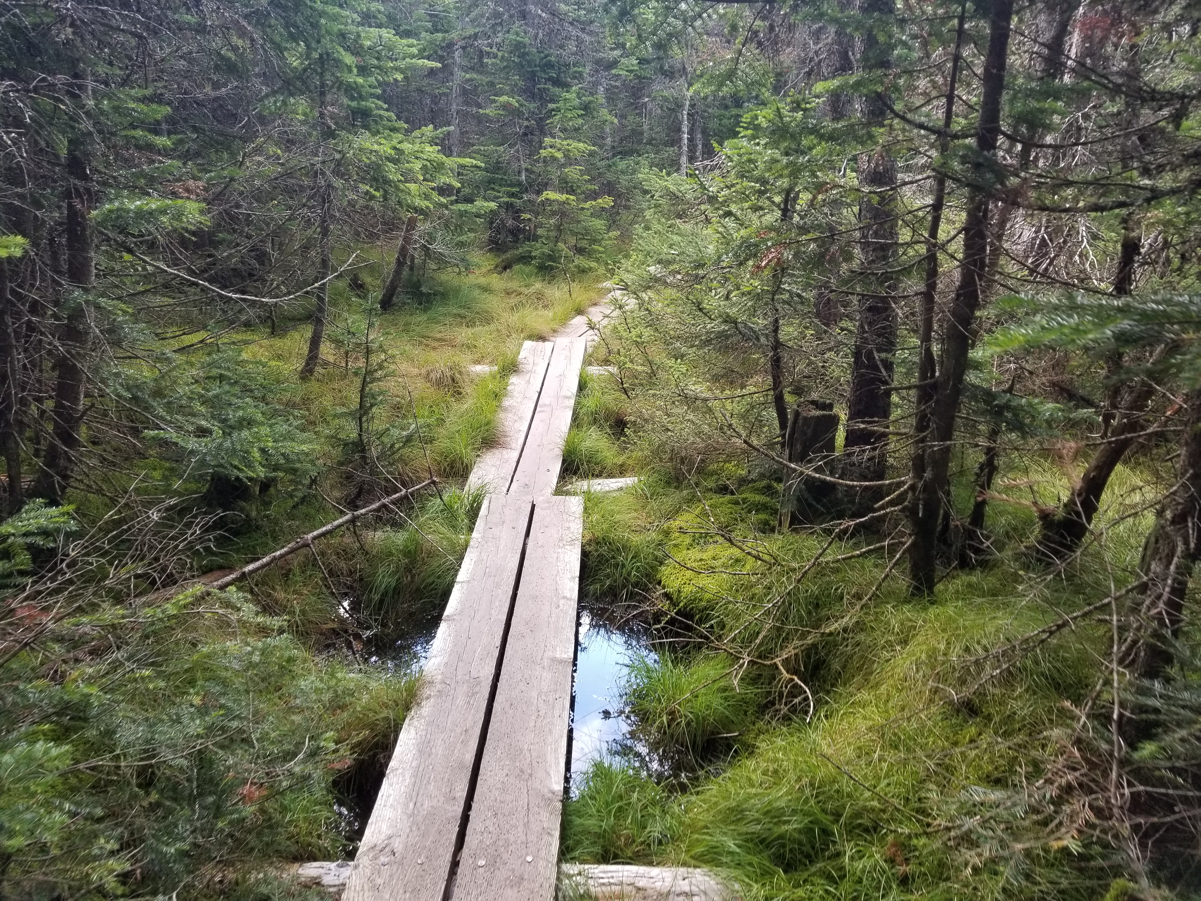 Boggy area on the ridge